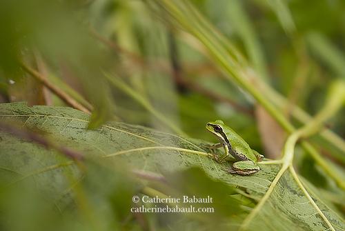 A small green frog with a black line going from its eyes to its side sits on a green leaf surrounded by green vegetation.