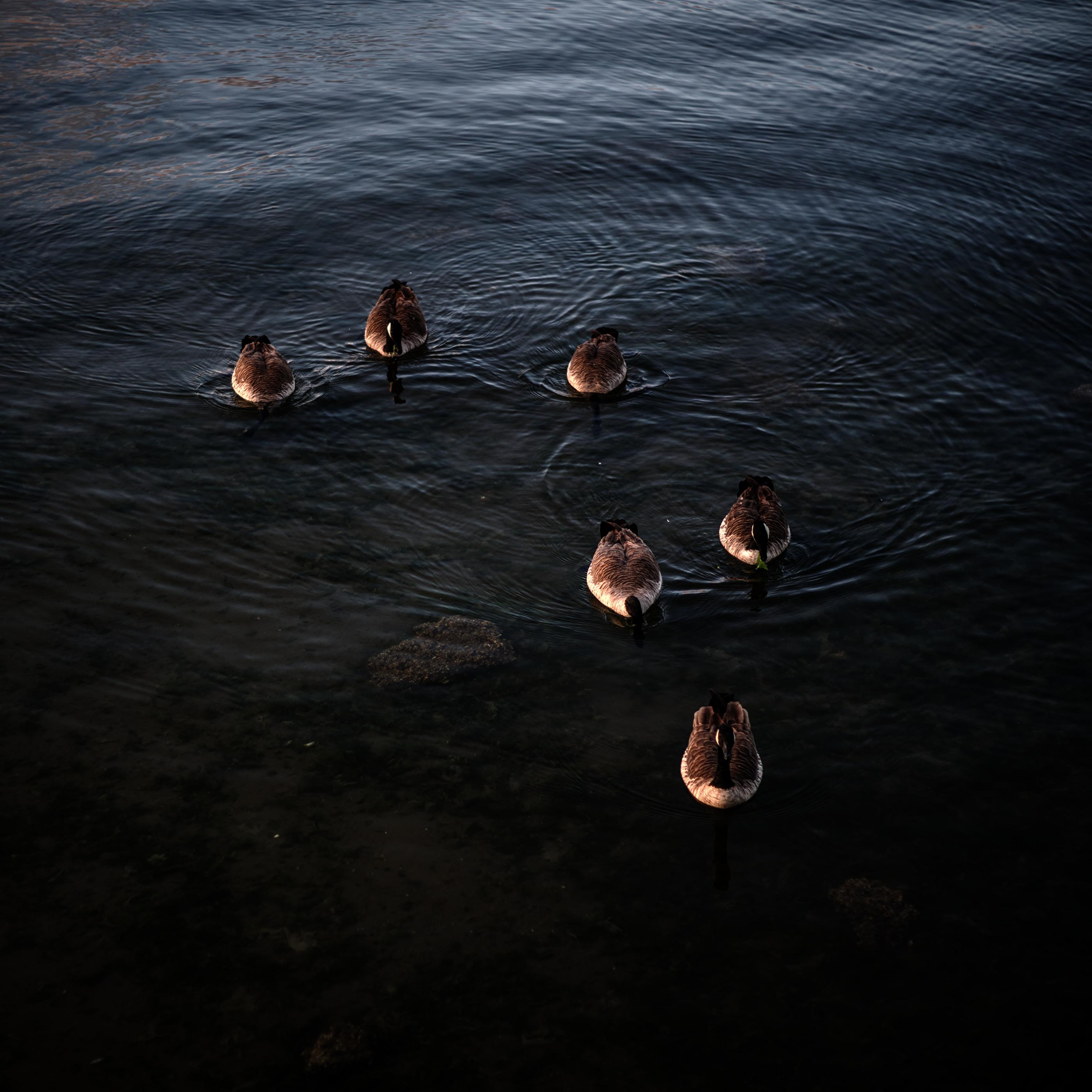 Color photo in square format of six Canadian geese seaweed fishing in the ocean near the shoreline.

Three of the geese are in the top left quadrant of the photo evenly spaced in almost a horizontal line 20-30 cm apart from each other. The two geese on the left and right have their heads underwater looking for seaweed. The goose in the center is snacking on a small strand of seaweed.

Directly below to the right three geese are arranged in an inverted triangle. The top left goose has its head below water, the goose to the right is also snacking on seaweed, and the goose at the bottom center is gliding across the water with head upright.

The shallow coastline ocean floor, covered in mud colored sediment and clumps of green seaweed stretch across the lower half of the frame. Further back in the top half of the frame, the ocean shimmers with circular ripples from the geese moving across the ocean surface.