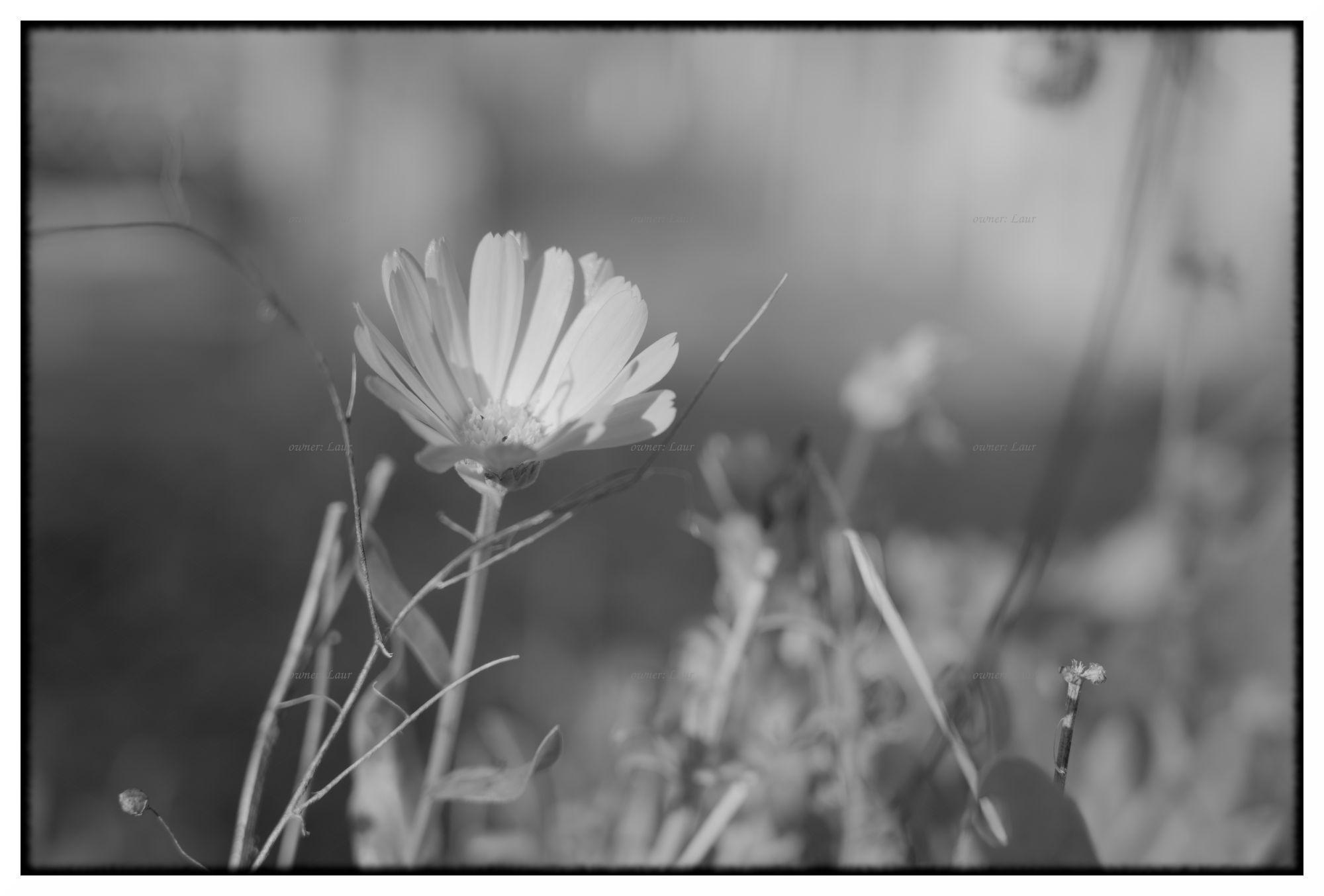 Flower, monochrome, photo