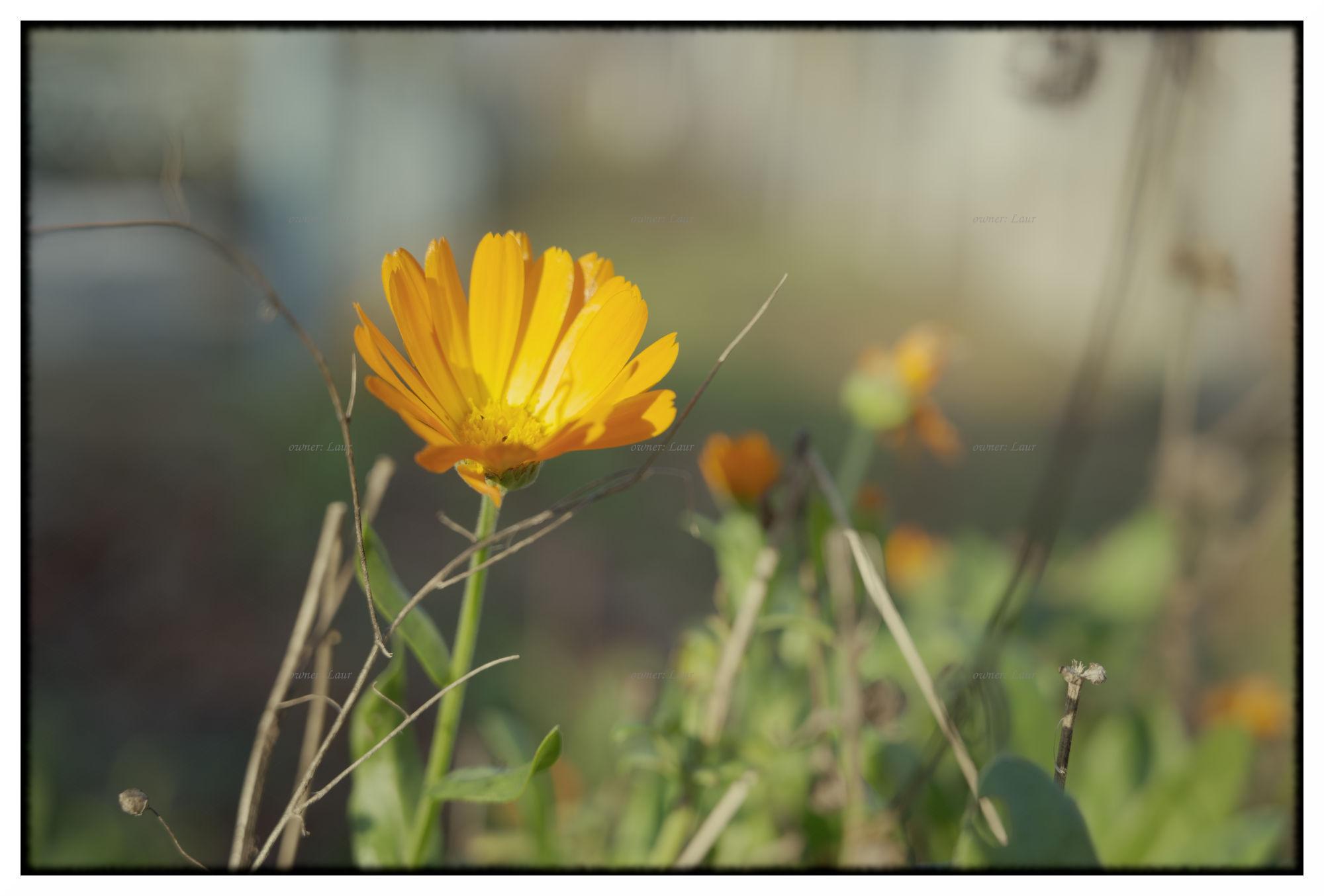 Flower, color, photo