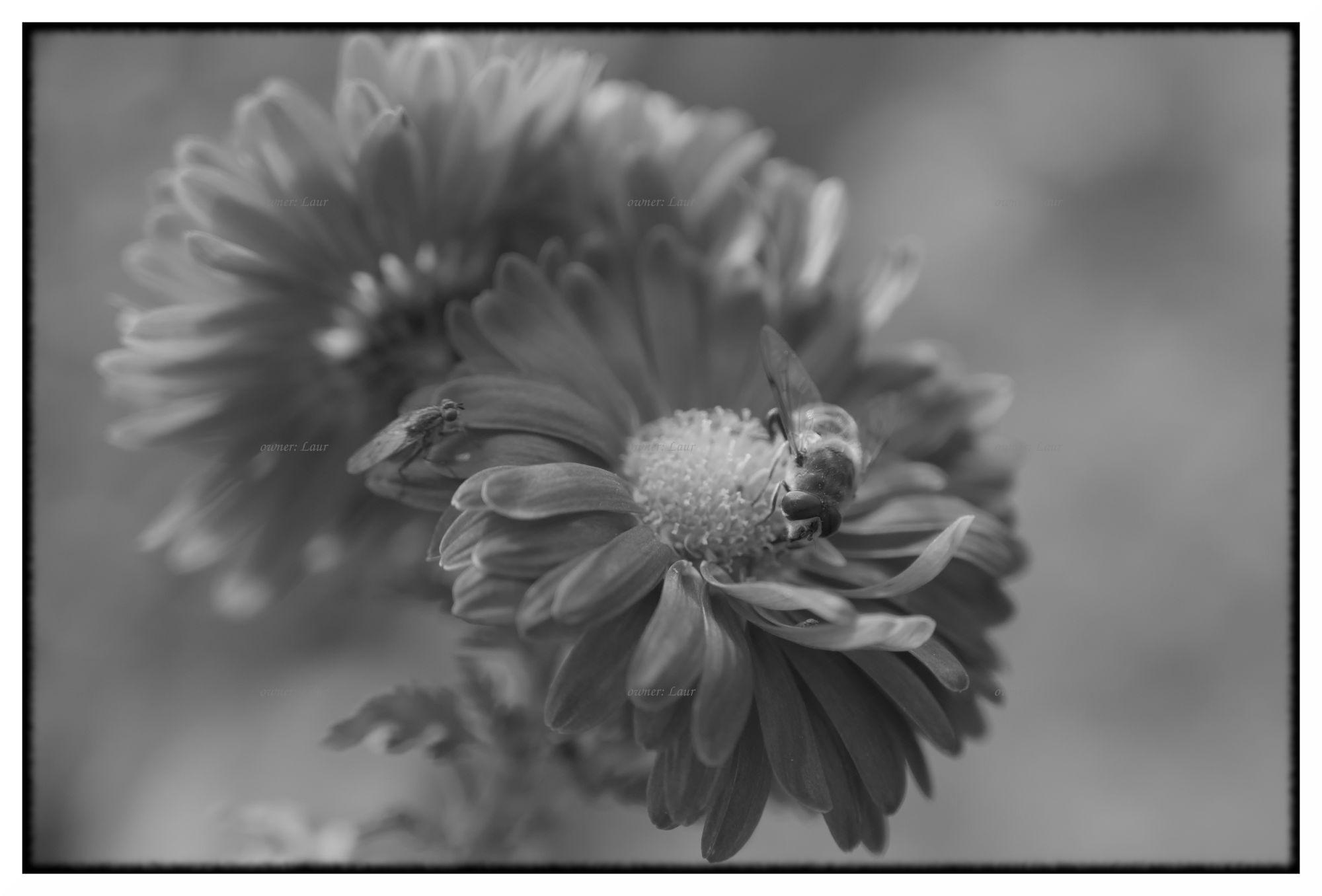 Nature, monochrome, photo