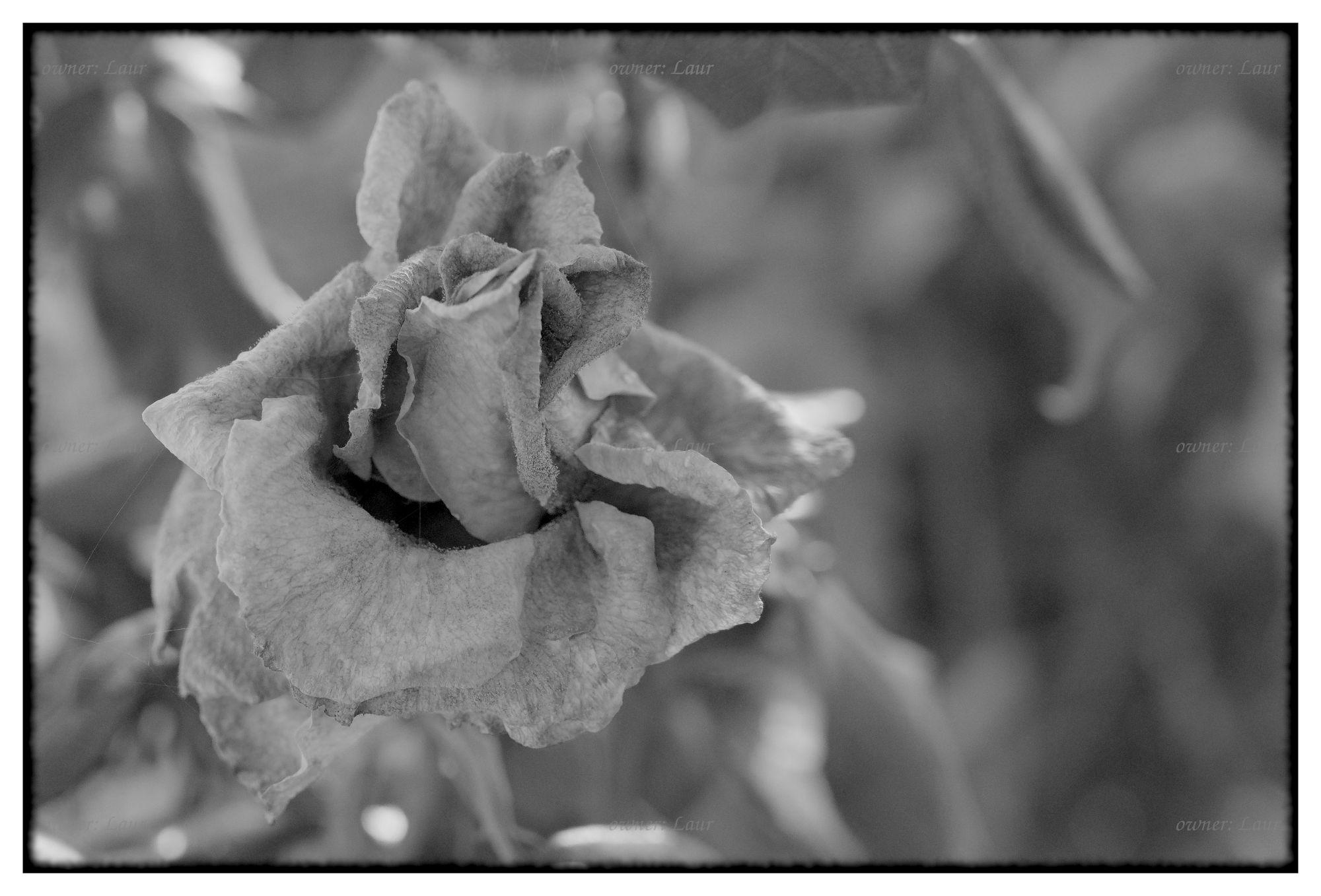 Rose, monochrome, photo
