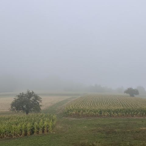 Einzelne Bäume und Felder, die Berge im Hintergrund verschwinden in dichtem Nebel.