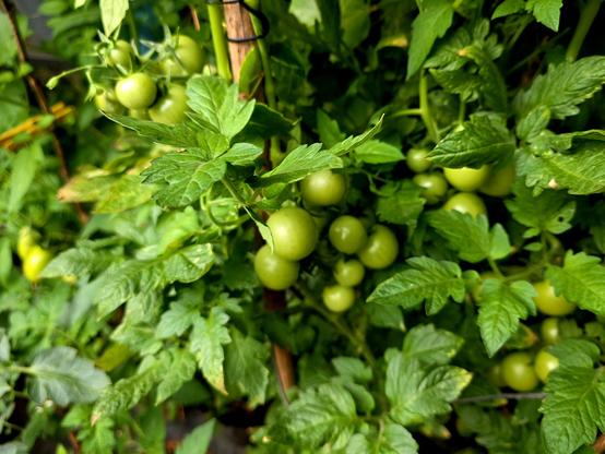 Grüne Blätter und Früchte einer großen Tomatenpflanze