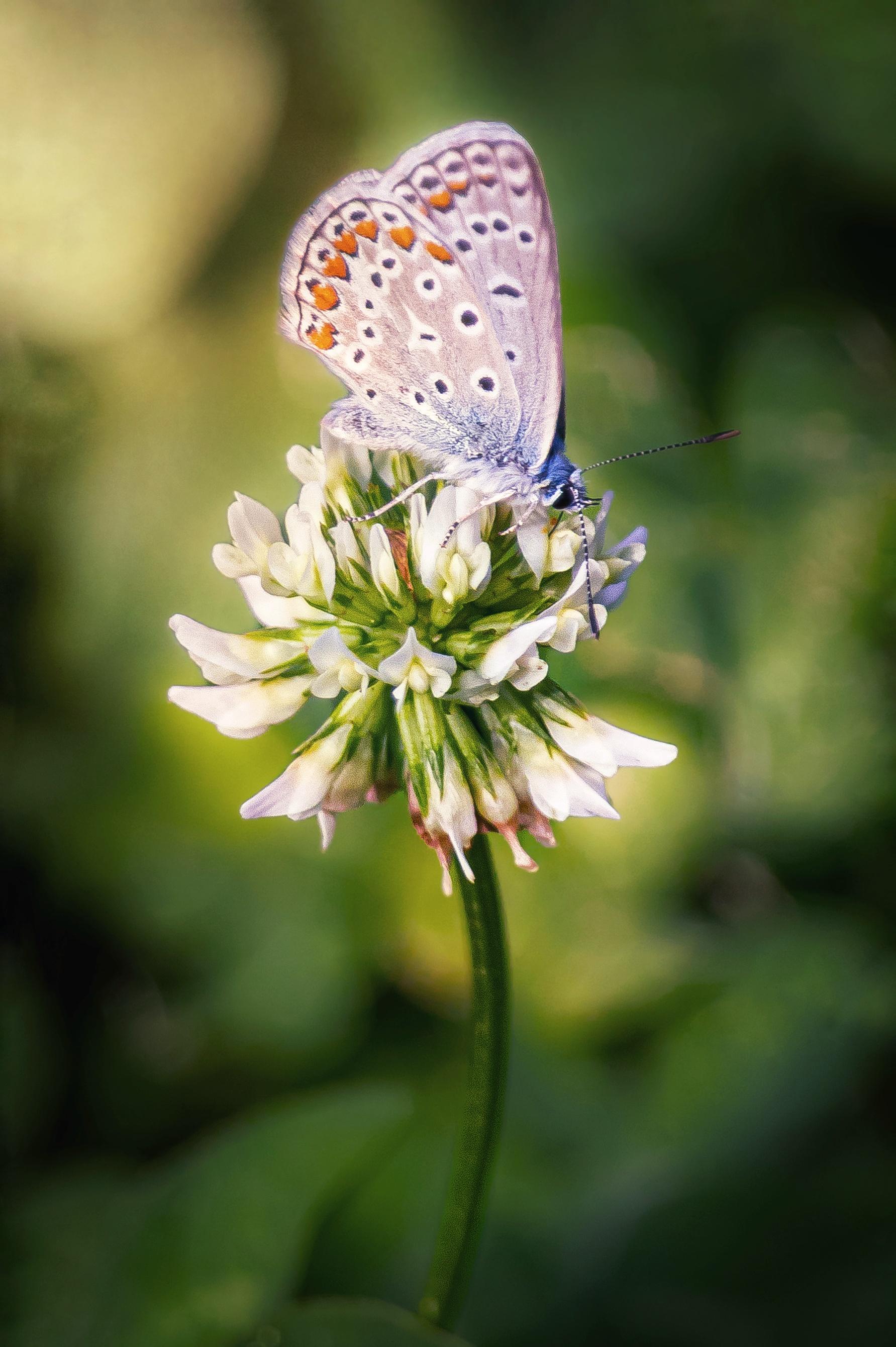 A close-up  photo of a Common blue butterfly resting on a white clover flower. The background is a blur of greenery.