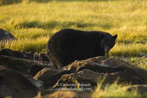 A large black bear walking away from the photographers looks back at them. There is yellow grass behind it and large sandstones in the foreground.