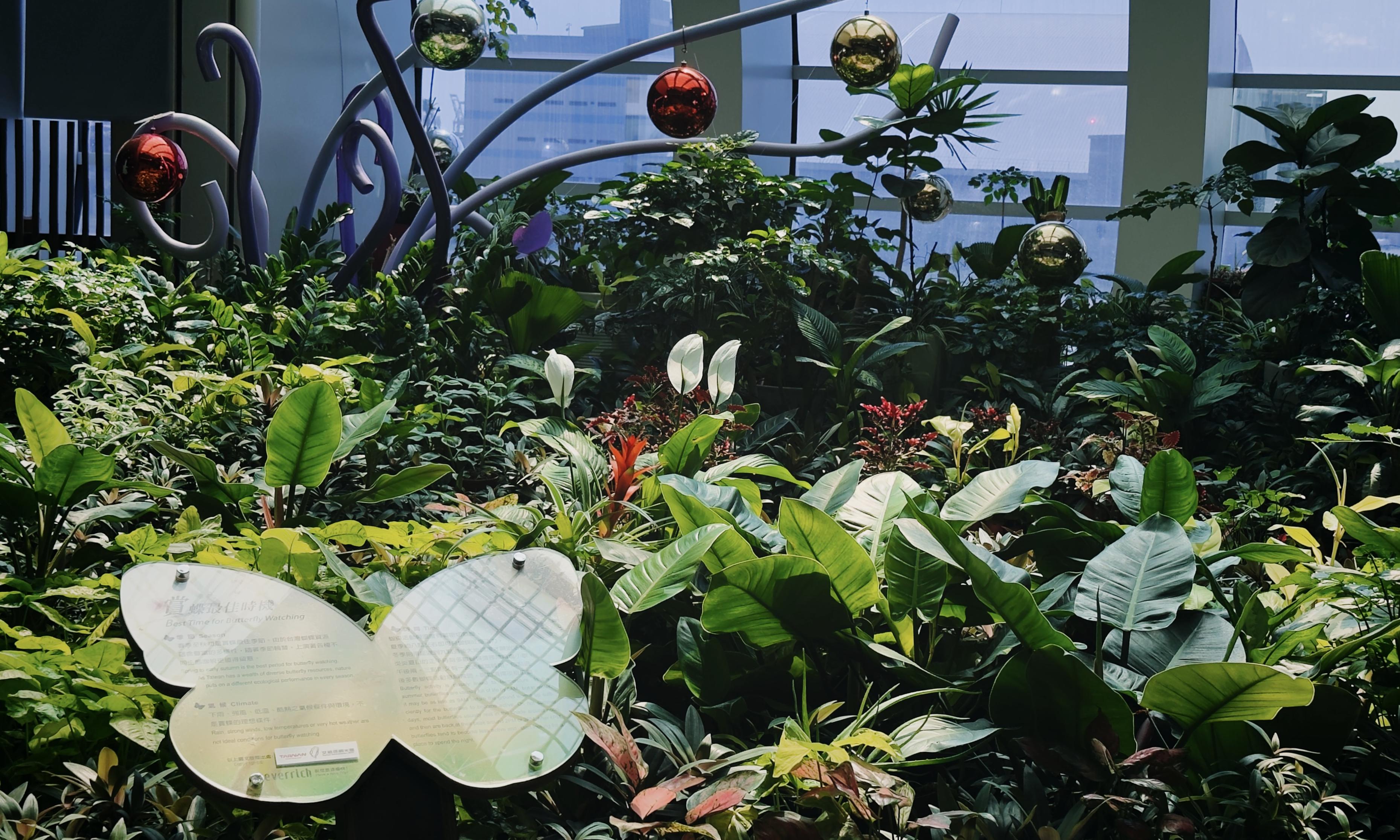 室内植物园，丰富的绿色植物，背景有大窗户，摆放着装饰性反光球。