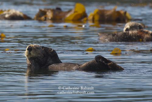 Sea otter floating on its back and rubbning its cheeks with its front paws as part of its grooming ritual. The sea is calm and blue, there is yellow kelp in the background and sea otters out of focus.