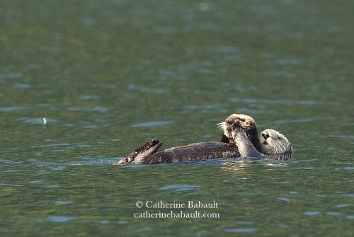 A sea otter pup lying on its mother's belly. The mum is floating on her back and rubbing her baby's face with her front paws. The sea looks dark green due to the reflection of a nearby forested coastline.