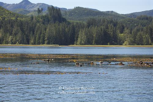 A large patch of yellow kelp with dozens of sea otters in a calm blue sea with a forested coastline and mountains in the background.