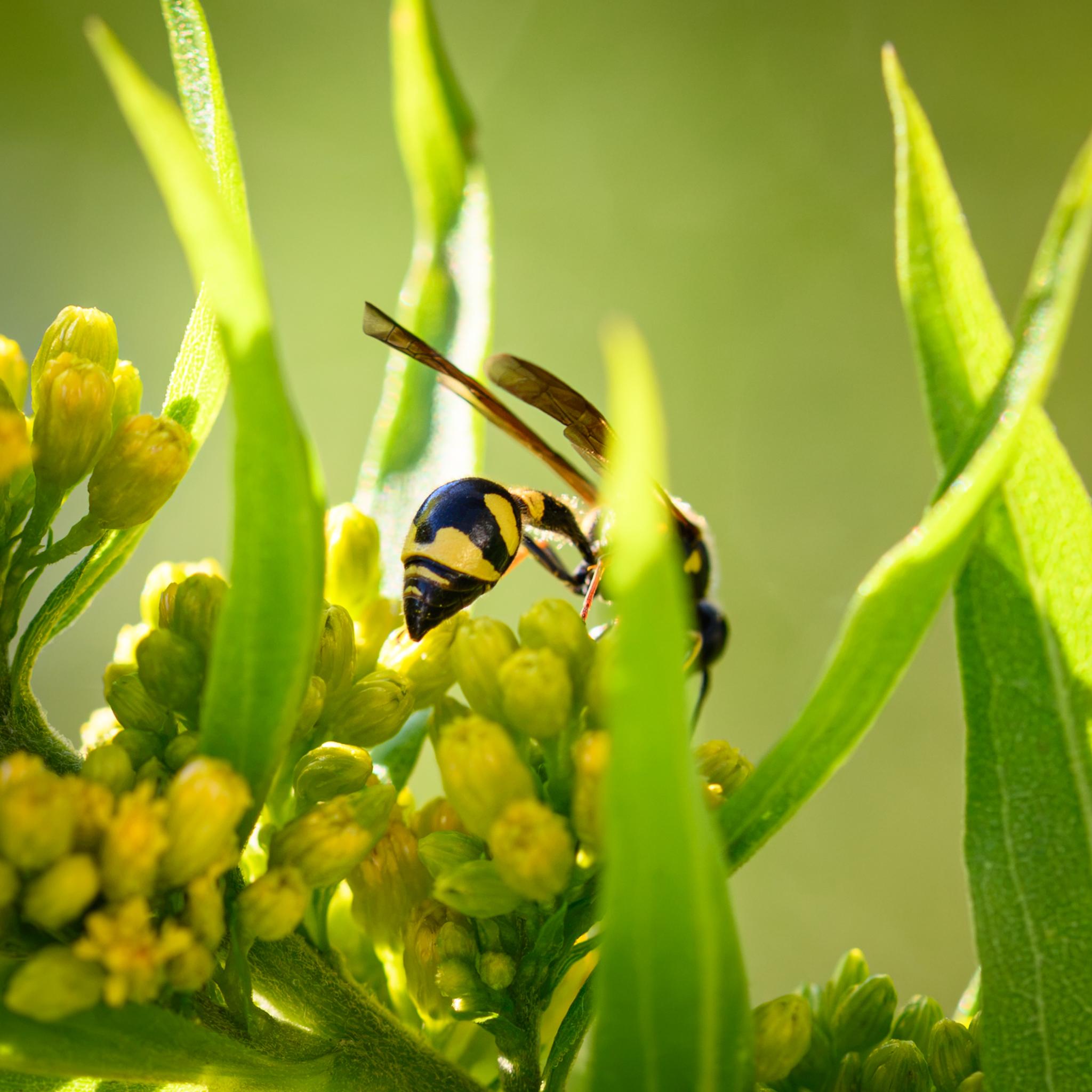 A wasp seen from behind on some yellow flowers, partly hidden at the front by green leaves. The wasp has a very conical abdomen with distinct black and yellow markings. The waist is thin and the wings are long and brown.