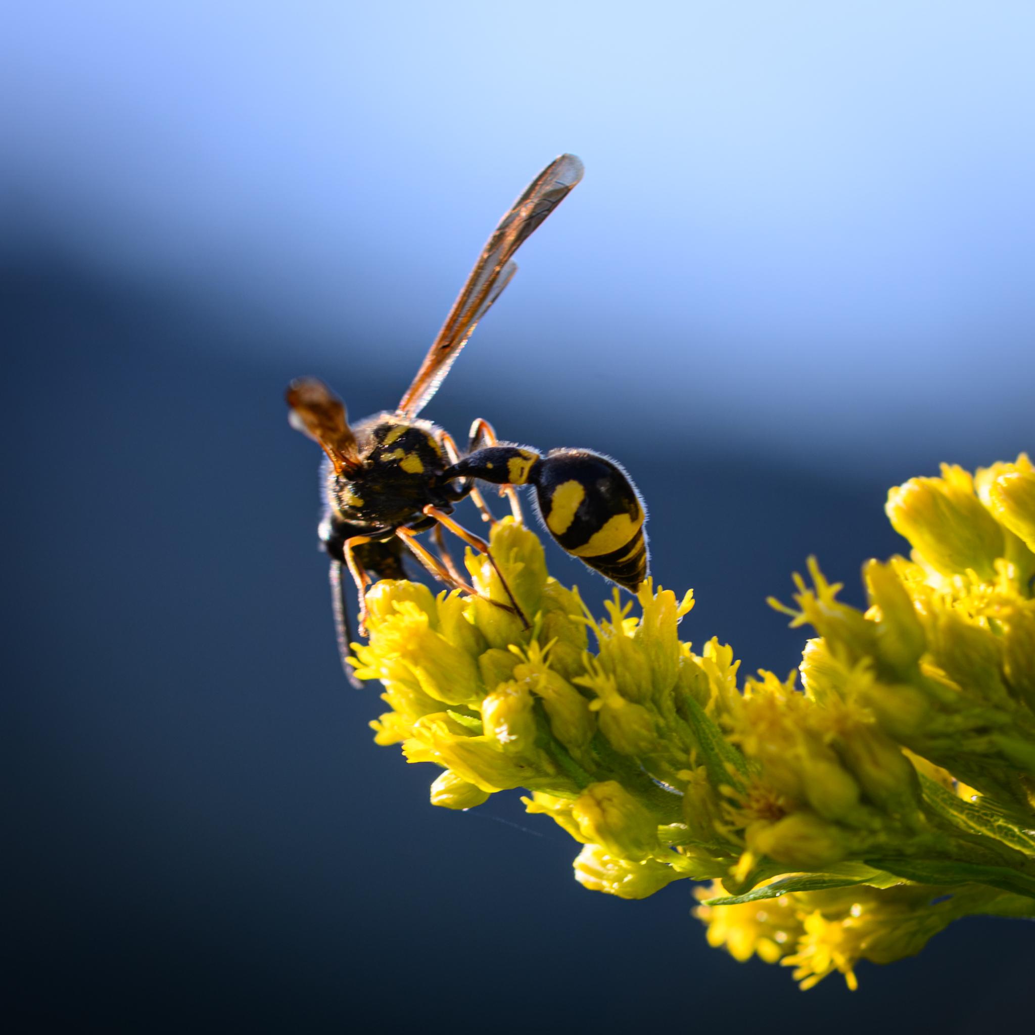 The same wasp again seen from behind, partly against a blue sky. The thorax is more visible, also showing black and yellow markings. The legs are yellow, turning darker and browner lower down.