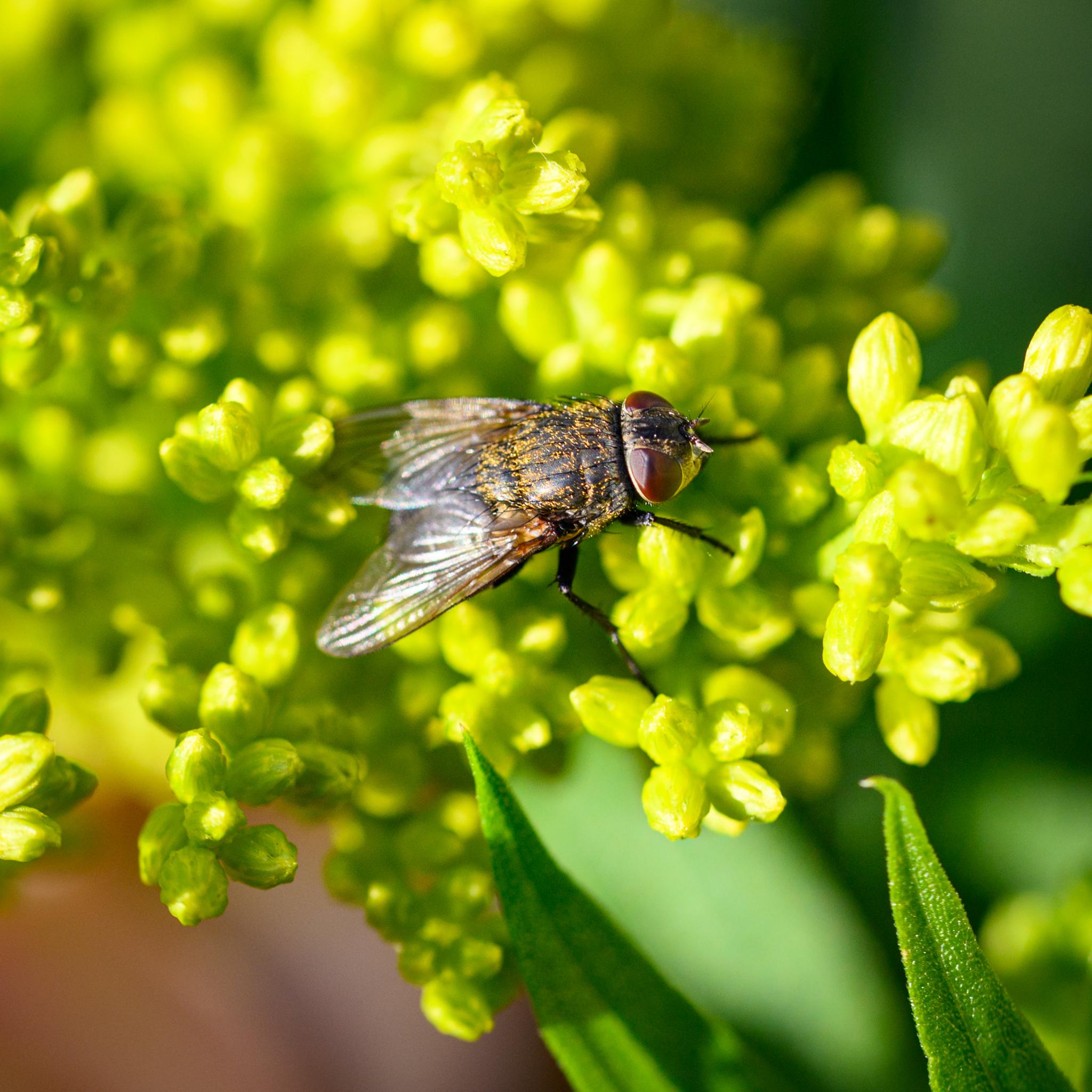 A fly seen from above and the side, standing on some green plant buds. The fly has widely-separated red compound eyes, with cream areas and a black frons. The thorax is shiny black, with a sparse irregular sprinkling of short golden hairs, and longer black bristles. The wings are grey clear, with redder roots, and the abdomen maybe grey, but is hard to see under the out-of-focus wings.