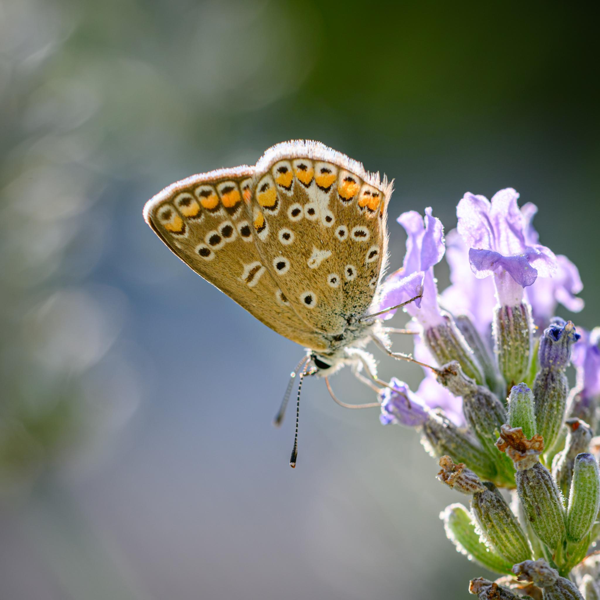 A small butterfly seen side on with its wings folded, feeding from some purple lavender flowers. The undersides of the wings are seen, mostly light brown, but with a distinctive pattern of black spots outlined in white, with red patches also involved in the spots along the trailing edges of the wings. The body and legs of the butterfly are hairy white, it has black compound eyes, and black and white banded antennae, with black clubs and white tips at the end.
