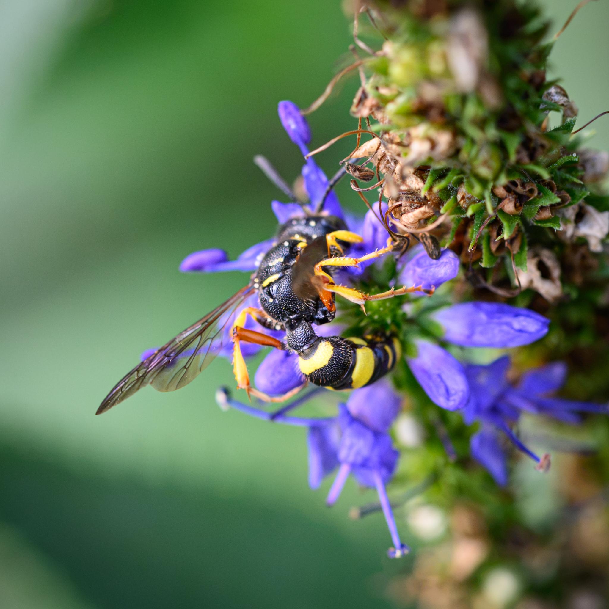 A wasp seen from behind on some purple-blue flowers. The thorax and abdomen are mostly black, covered with many small dimples. The thorax has a few yellow patches and bands, while the abdomen has a number of wider yellow bands. There are also some small light hairs. The wings are grey-amber clear, while the legs are black, yellow, and amber, with many spines.