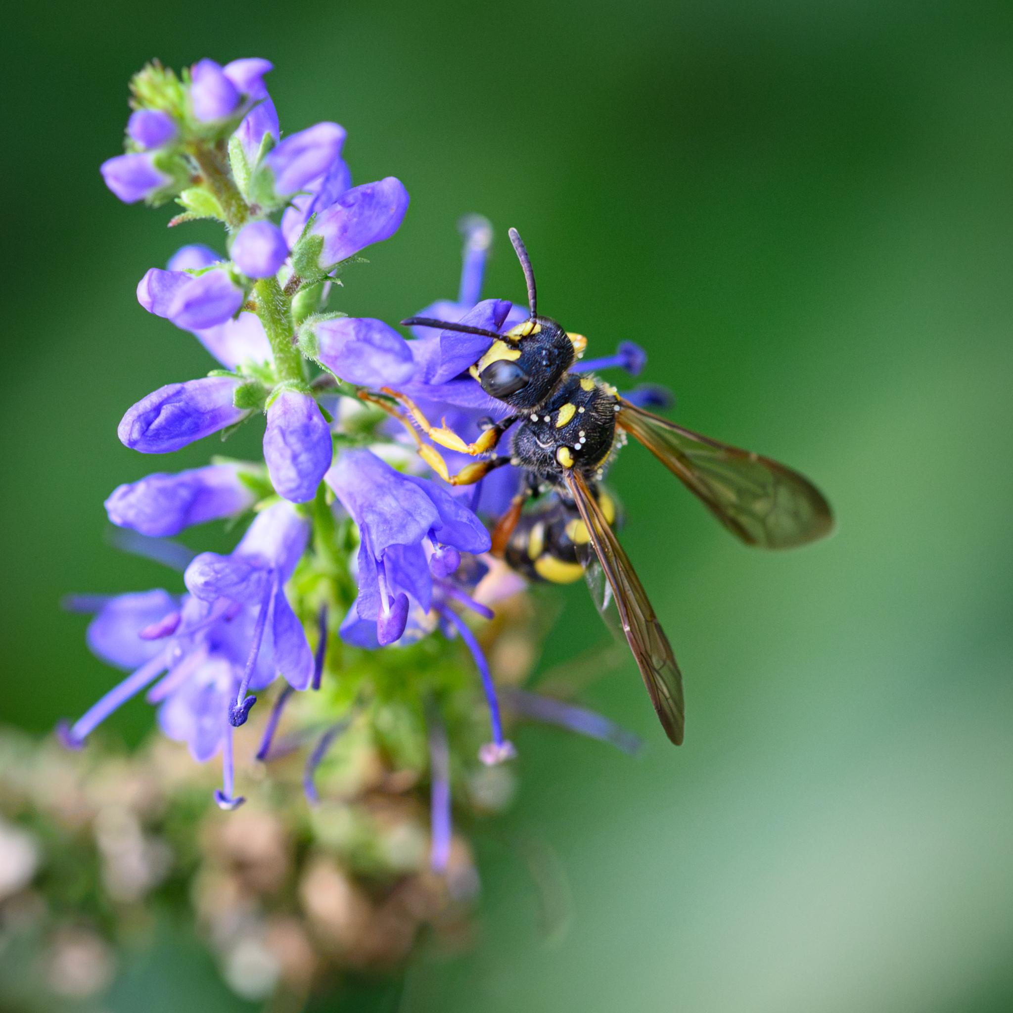 The same wasp seen from above and in front, showing the black head with a yellow face or clypeus. The antennae are dark black-brown and fairly short, getting thicker along their length. More of the yellow patches can be seen on the thorax, along with some white spherical pollen.