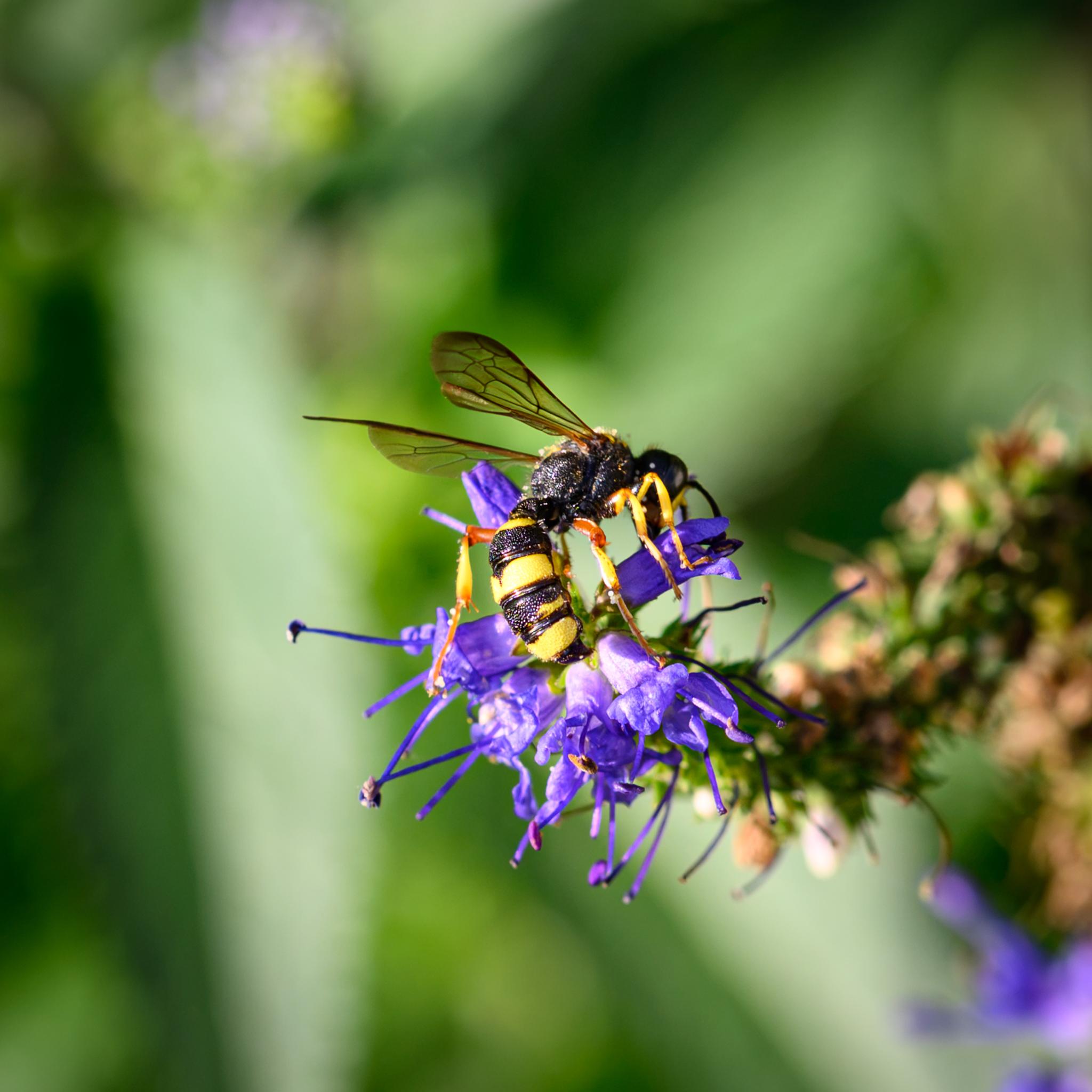The wasp seen from behind, showing more detail of the yellow banding on the black abdomen, and of the dark clear wings.