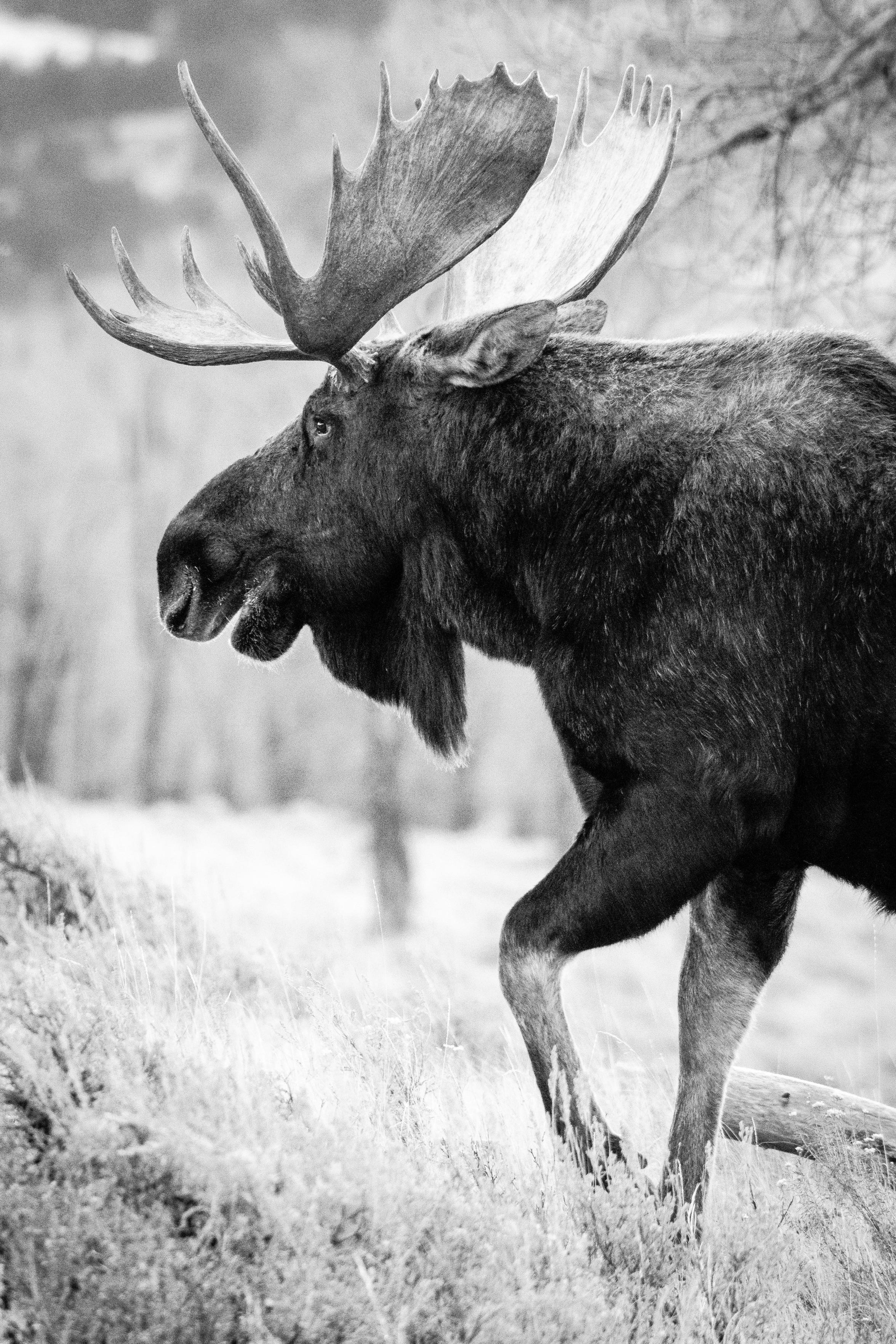 A close-up photo, from the side, of a bull moose walking in the sage brush.