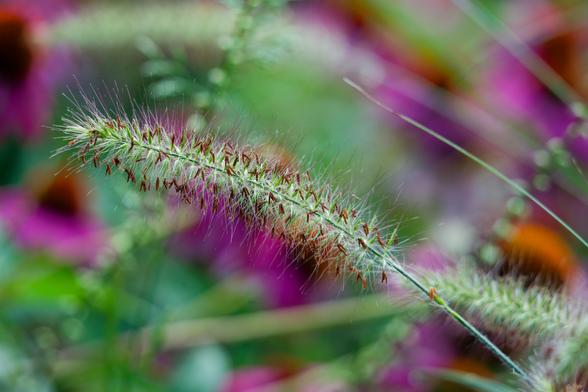 Grass seed head with lots of hairs and seeds cuts diagonally across the frame in a chaotic scene of purple coneflowers blurred out with patches of green and grasses going in all directions