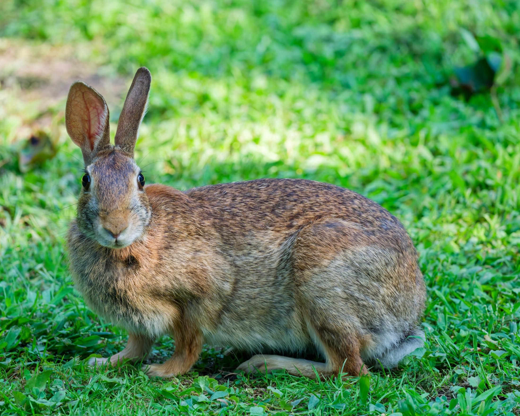 A bunny seems to be making eye contact with me sideways with it's two ears pointing up and looking alert