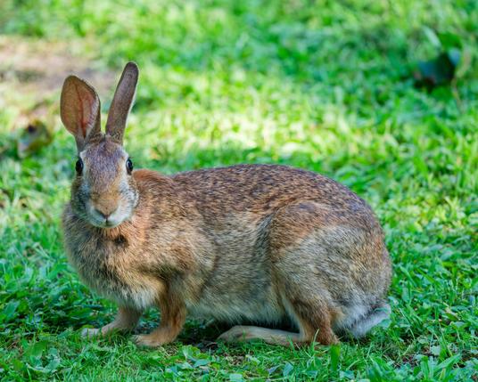 A bunny seems to be making eye contact with me sideways with it's two ears pointing up and looking alert