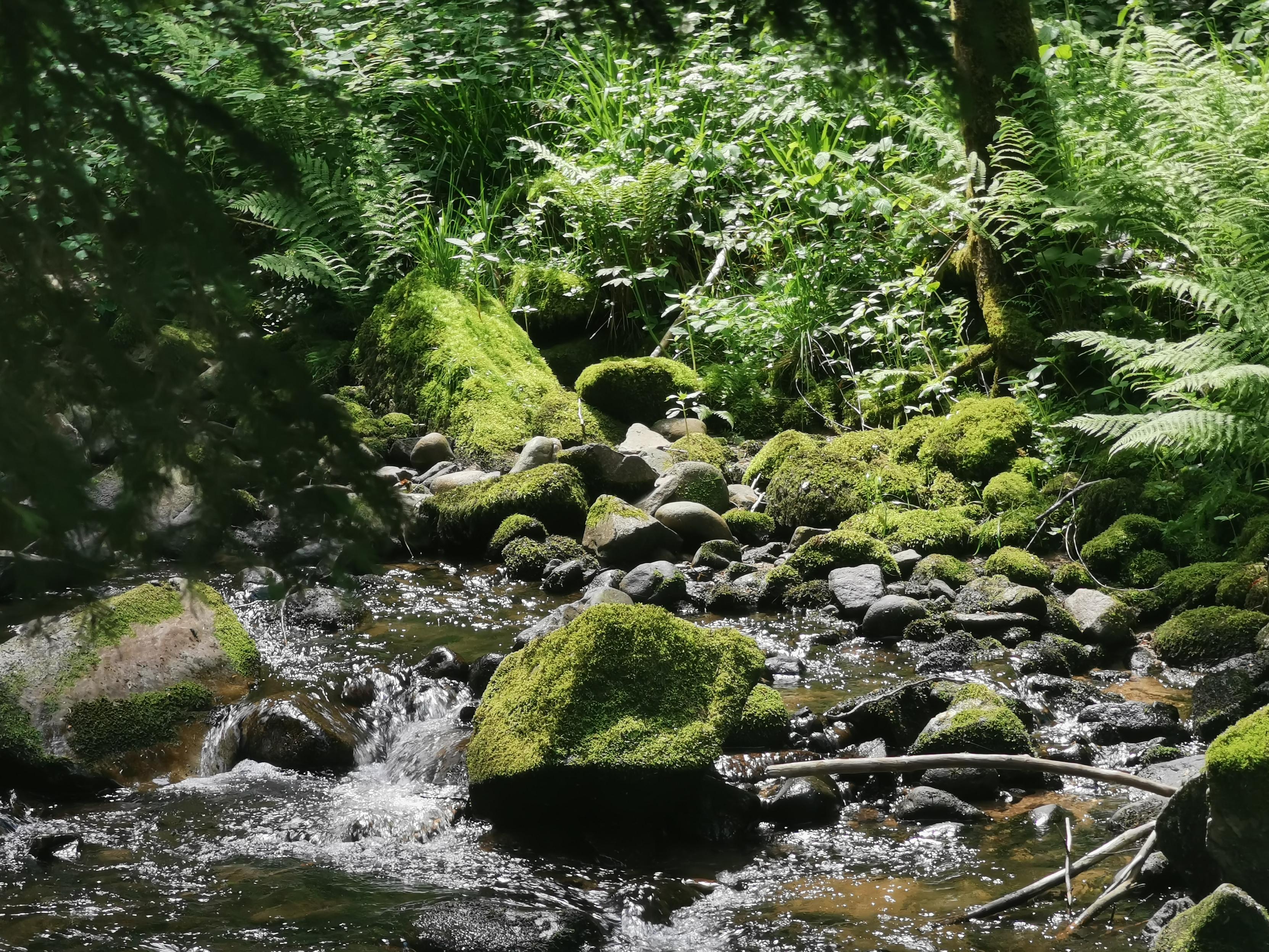 Ruisseau dans les Vosges, cailloux, mousses, fougères, ambiance intimiste.