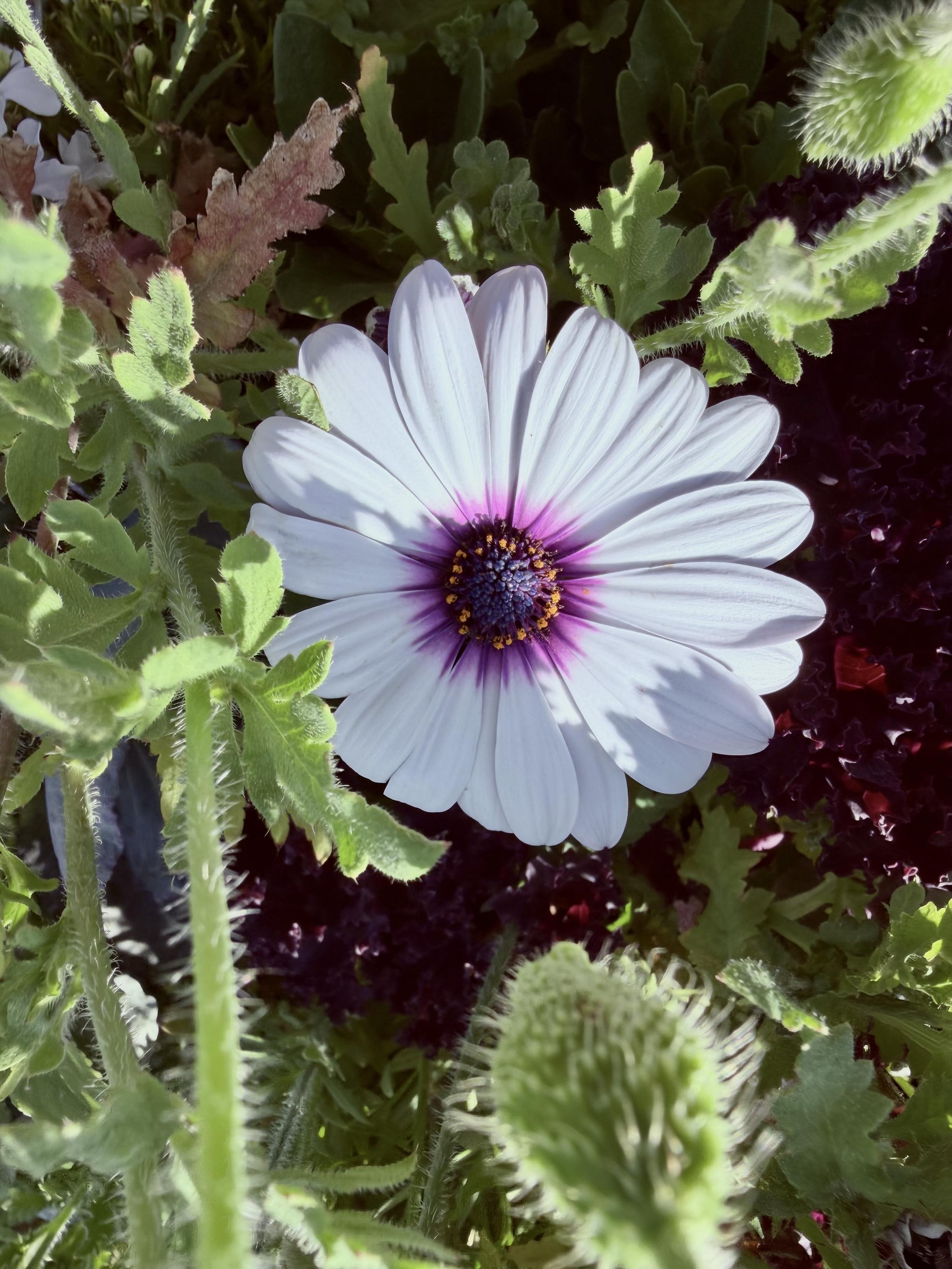 White Flower