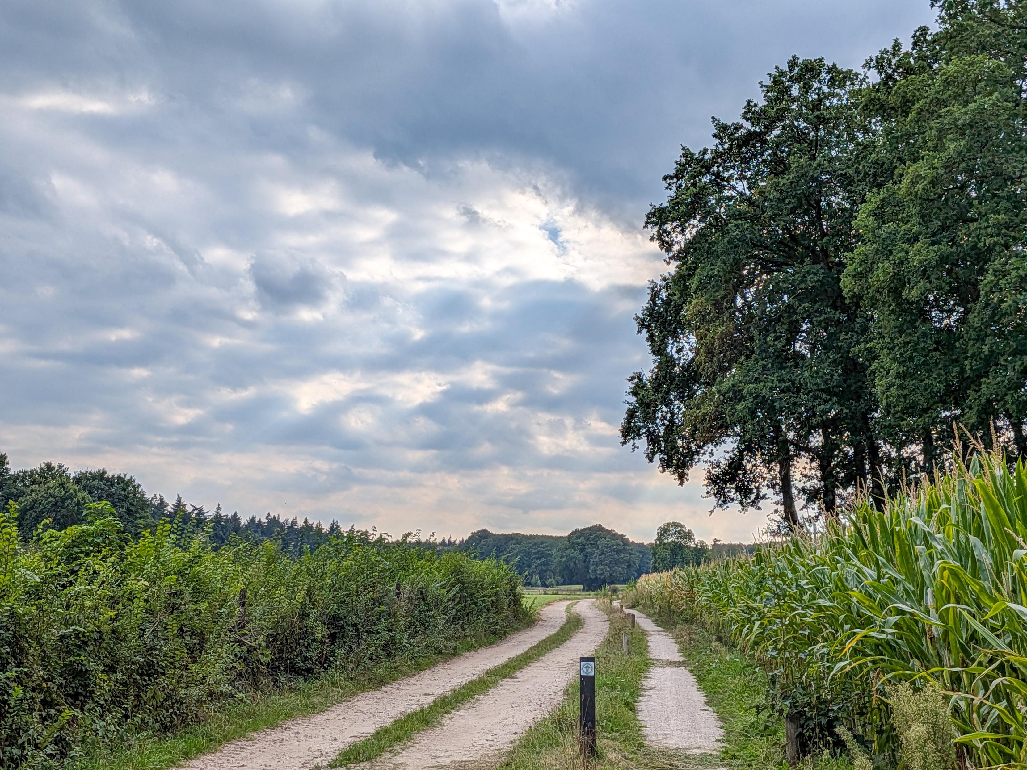 Pad tussen het gras en de maïs