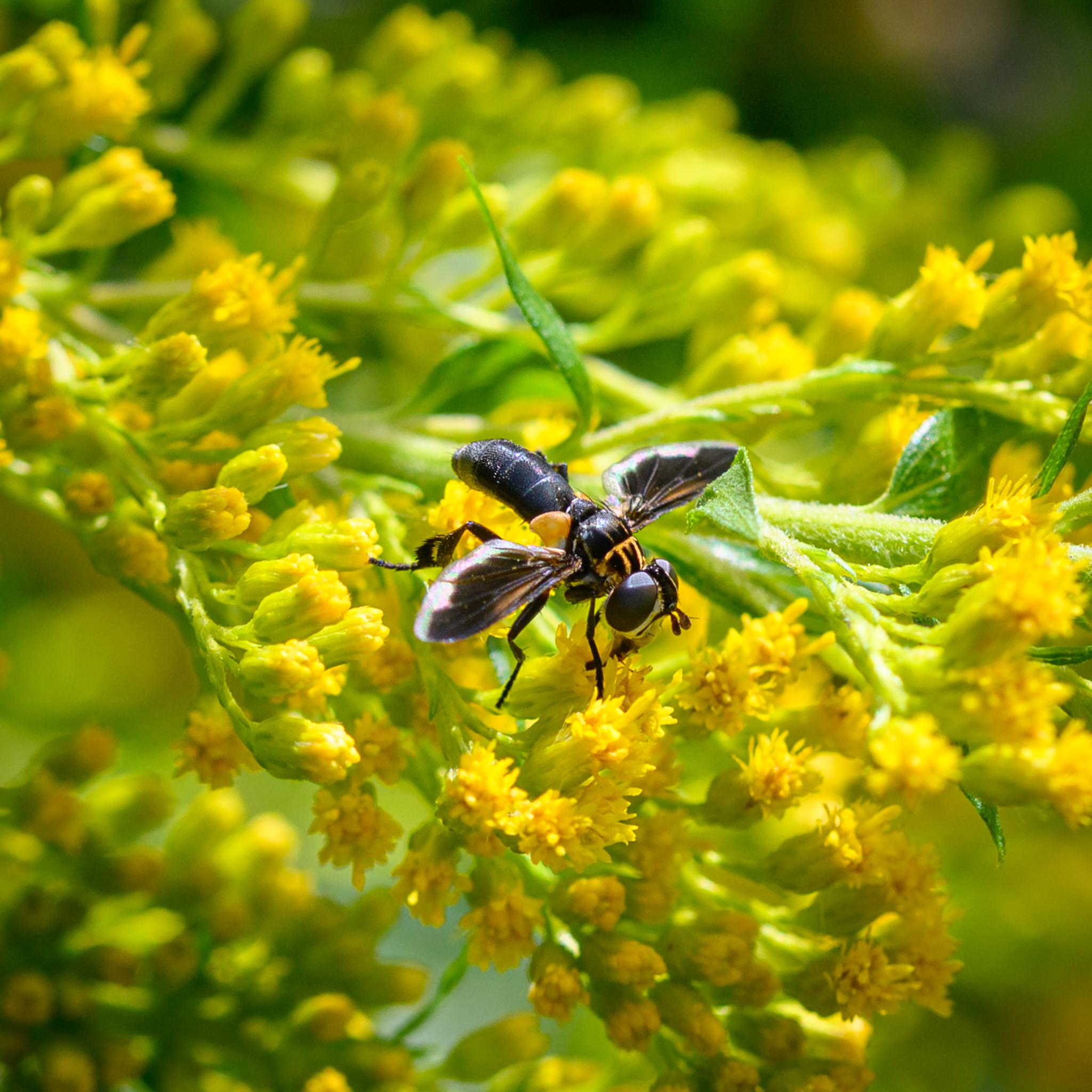 A small fly seen from above, the side, and in front, on some yellow goldenrod flowers. The fly has large dark brown-red compound eyes set in a light coloured face with a dark strip down the middle. The antennae are dark. The thorax and abdomen are predominantly black, but with two main longitudinal golden stripes on the pre-sutural part of the thorax, a much smaller one between, and a lateral golden stripe along the suture. There are some narrower and fainter golden stripes on the post-sutural part. The abdomen is mostly black, but becoming grey towards the end. The fly has very large yellow halteres. The wings are also mostly black, with a clear strip towards the back, and an elongated golden patch towards the front. The legs are dark black-brown and the hind legs are notable for the "feathers" protruding backwards from the tibia.