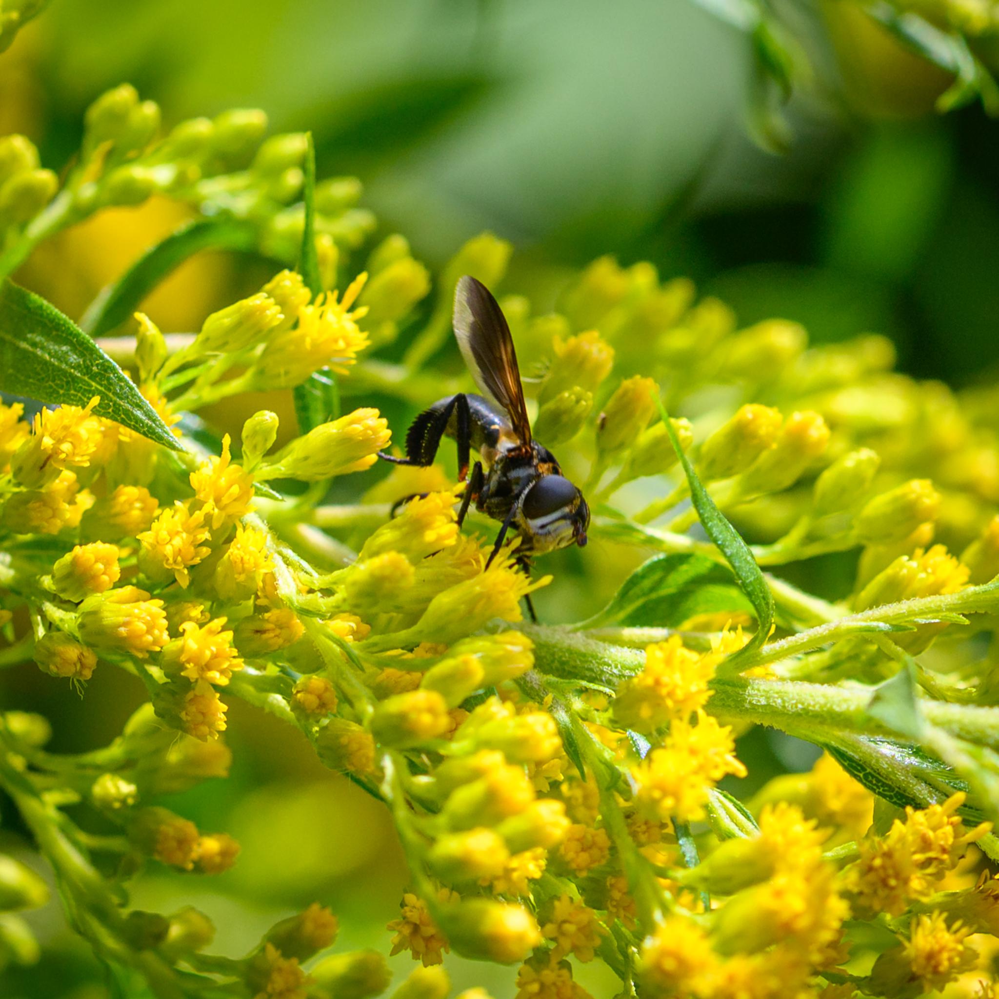 The same fly seen more face on, showing the large compound eyes and the white parts around it, down to the clypeus. The underside of the wings and the feathered hind tibia are seen well.
