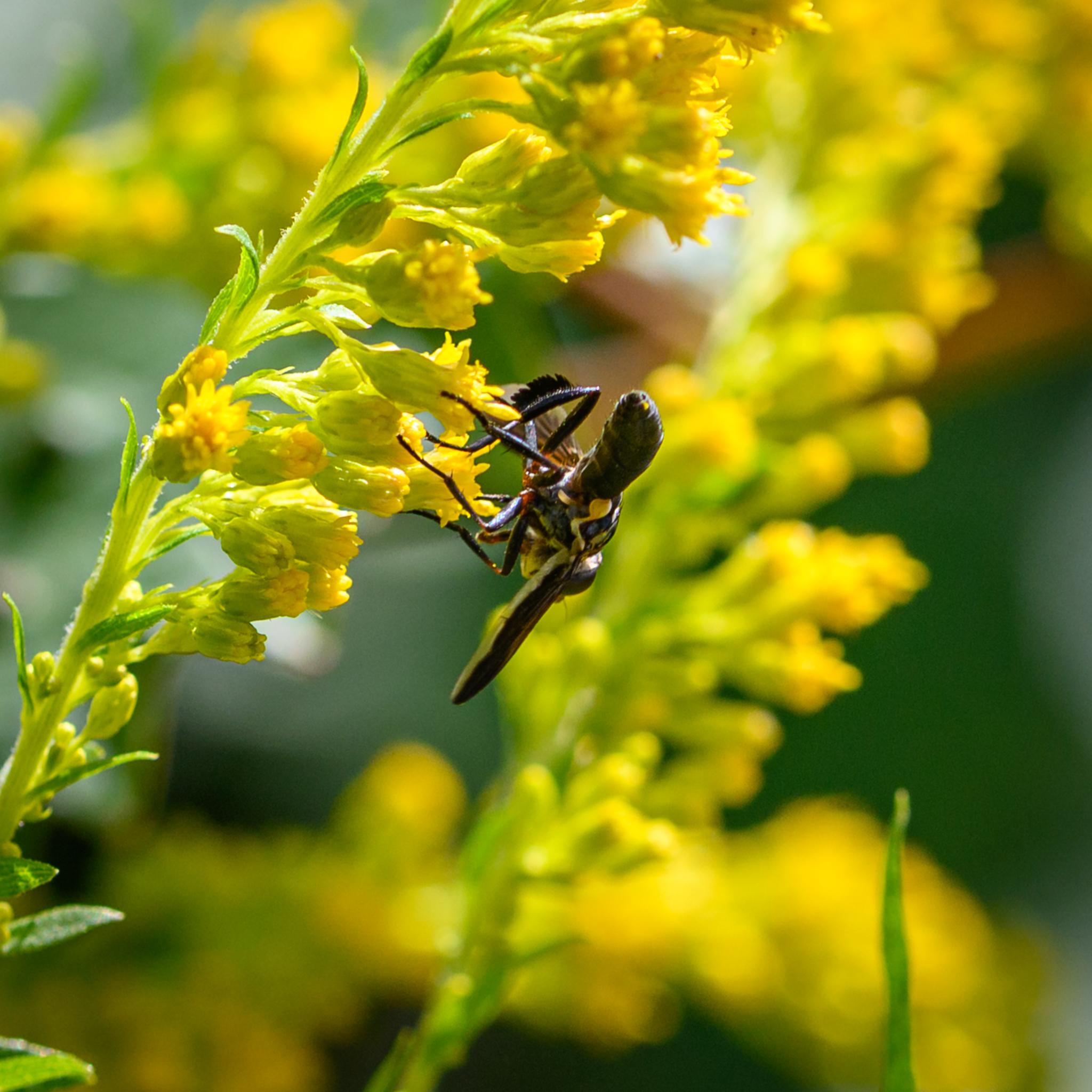 A view from the rear and underneath, again showing the feathered hind tibia, and a yellow spot near the tapered end of the abdomen that is probably pollen.