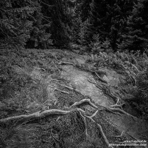 This image is a black-and-white photograph capturing a rugged forest scene. The foreground features a patch of bare ground surrounded by dense vegetation, including grasses, shrubs, and fallen branches. Twisted tree roots and exposed soil add texture and a sense of wildness to the scene. In the background, a thick cluster of evergreen trees creates a dark, shadowy backdrop, enhancing the depth and contrast of the image.