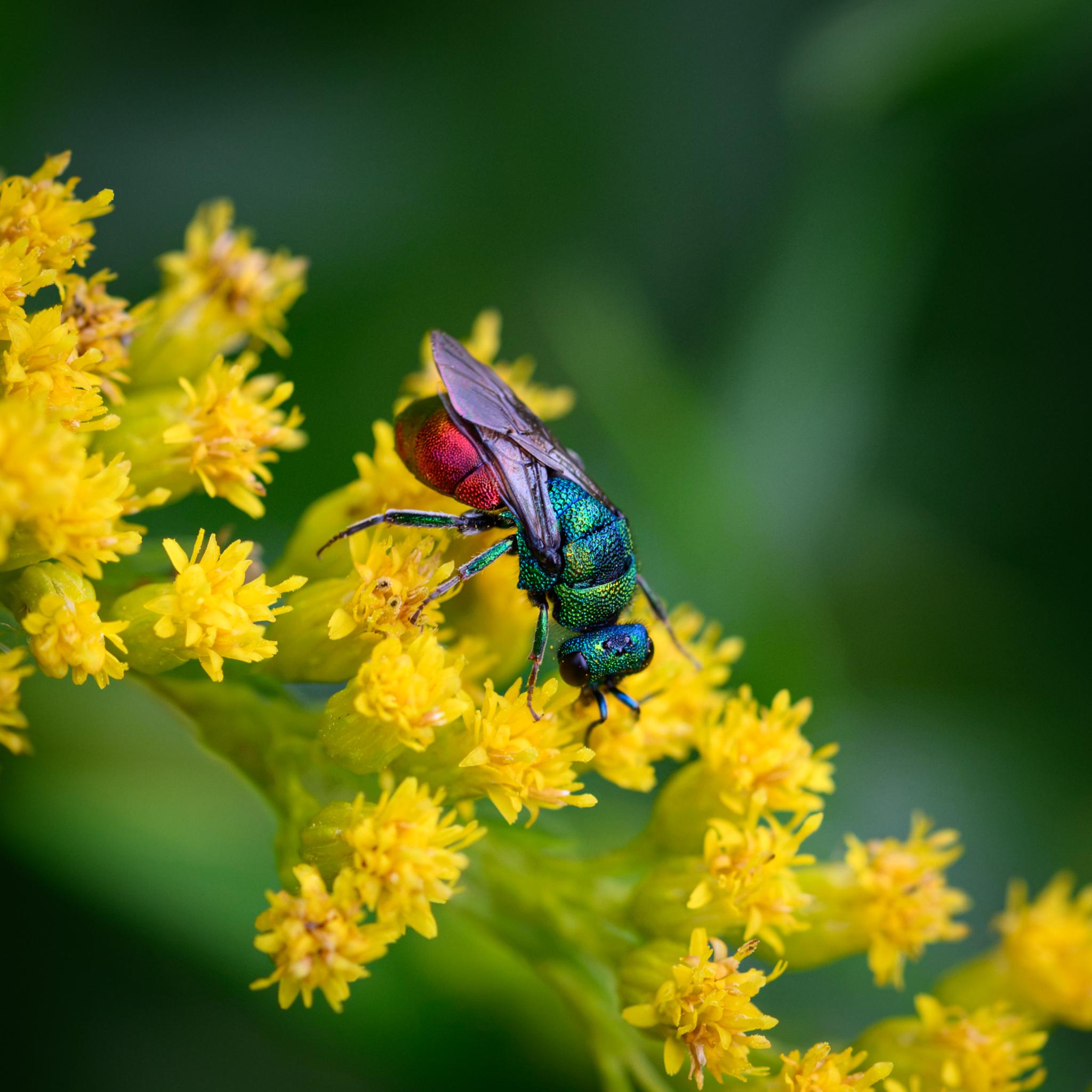 A small wasp seen side on, from above and in front, feeding from some yellow goldenrod flowers. The wasp is dimpled metallic all over, with a green-blue head and thorax, and a red abdomen, the latter turning more golden around the sides and end from certain angles. The black compound eyes are widely separated, with three black ocelli between. The antennae have a first metallic green section, then bend 90 degrees, but it's not possible to count the segments. The legs are also metallic green with fine hairs, and the hind femora are quite chunky. The wings are folded over the back and are dark grey-brown clear.