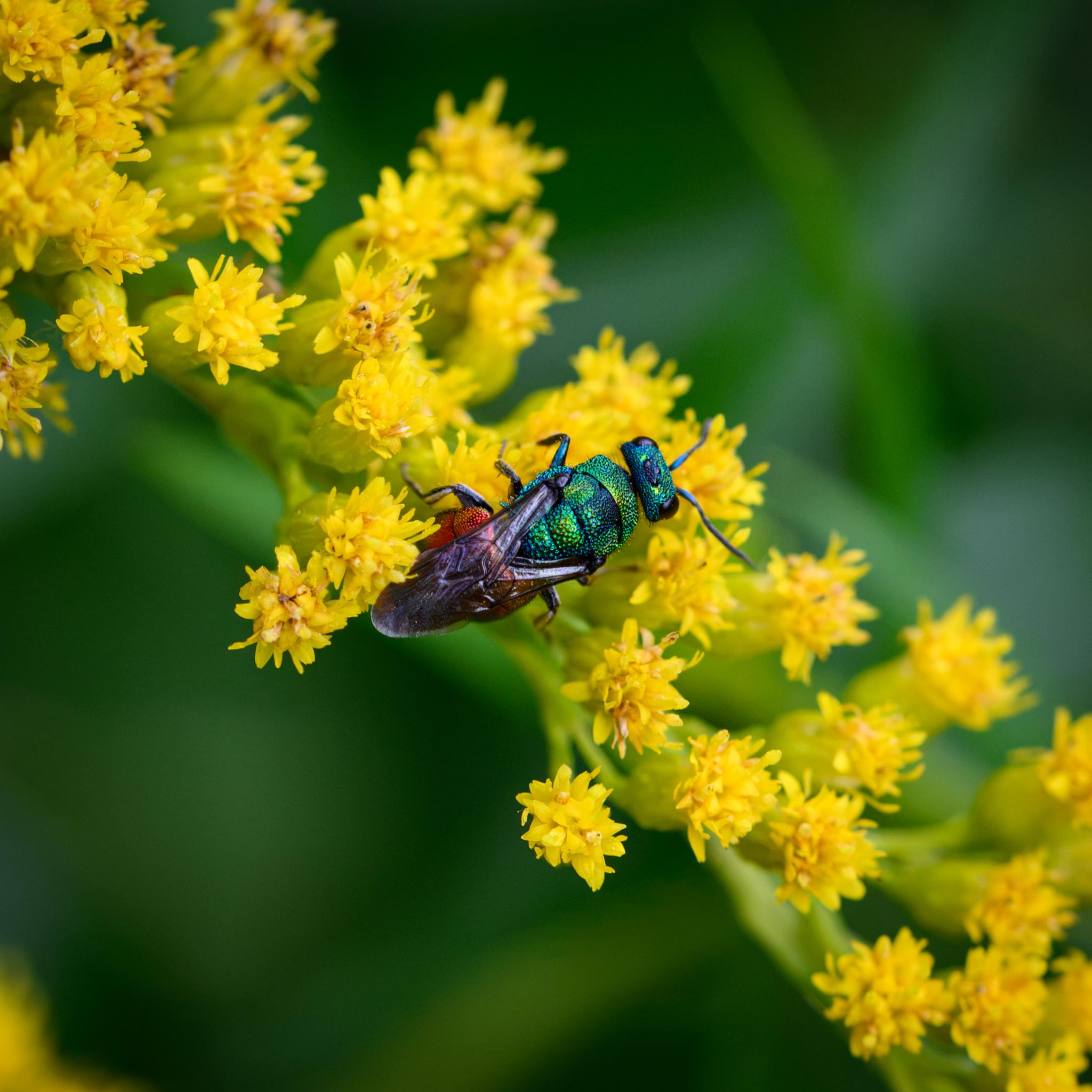The same wasp seen from above, showing that the back of the head is quite rounded, a sign that this probably isn't Holopyga generosa, which has quite angled "cheeks". The wing venation also suggests the same, as it doesn't match H generosa well.
