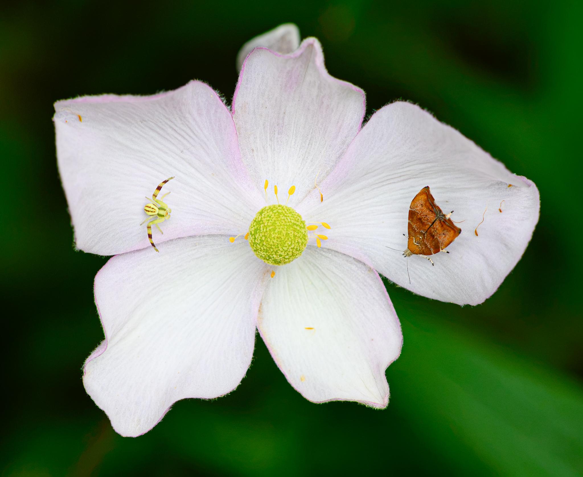 A white flower (possibly a snowdrop anemone) with pink edges to its petals, a round ball of pistils in the centre, with a few yellow stamens. On one side of the flower is a small crab spider, with a green-yellow body, green stripes on its cephalothorax and brown patches on its opisothoma. The front two pairs of legs are large and are banded yellow and brown, while the other two pairs are smaller and green-yellow. It is looking across the flower at a larger moth on the other side. The moth has orange-brown wings with some crooked white stripes across them, while the head and legs are white with some black flecks.