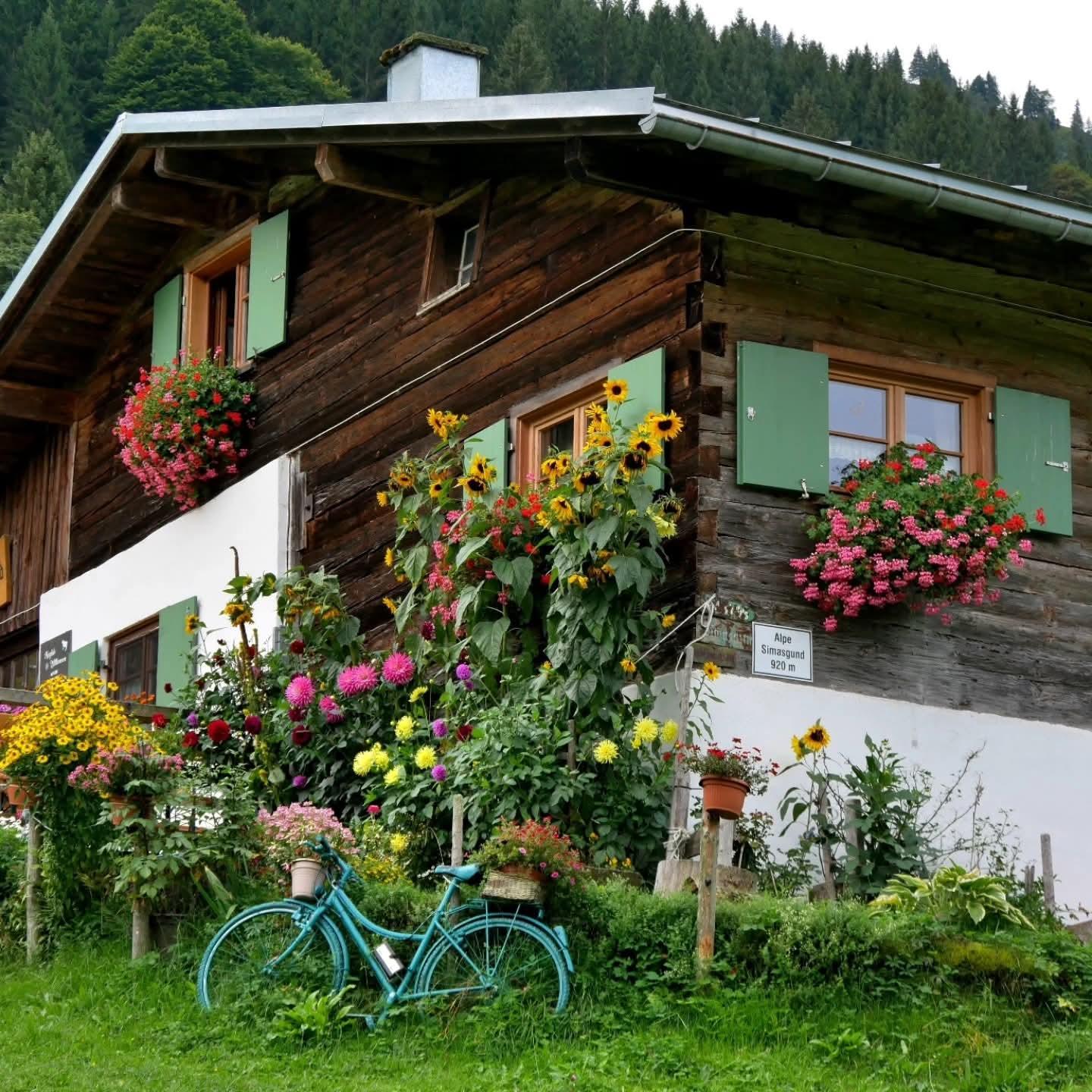Almhütte unterhalb des Hochgrat bei Oberstaufen. Der Vorgarten ist liebevoll mit Blumen bepflanzt und an den Fenstern hängen Kästen mit Geranien. Ein altes grünes Fahrrad lehnt am Zaun und wurde ebenfalls bepflanzt. Oberstaufen 2025
