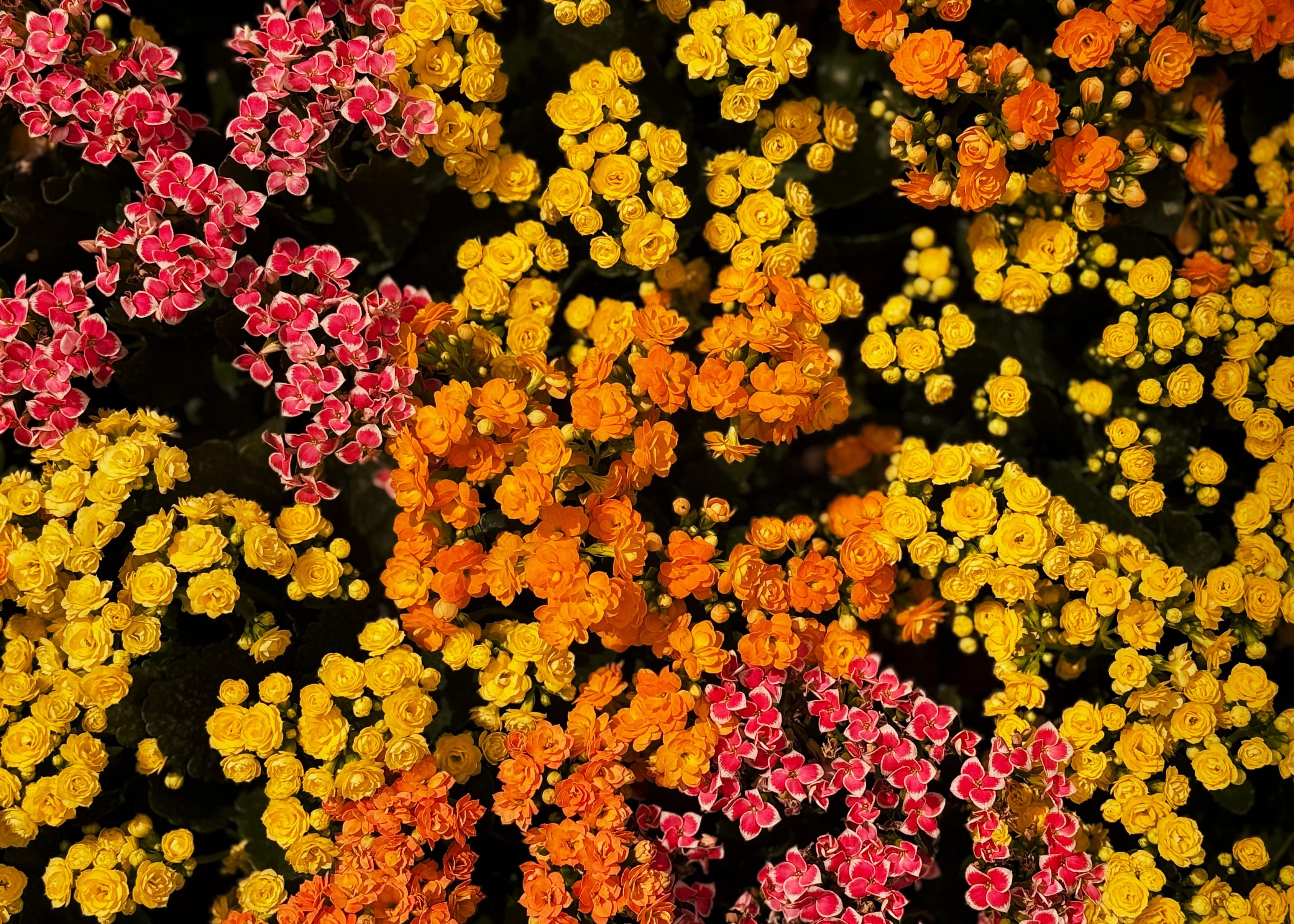 五彩缤纷的花卉，主要以黄色和橙色为主，点缀着粉色的花朵，繁盛绽放装点春天的景色。