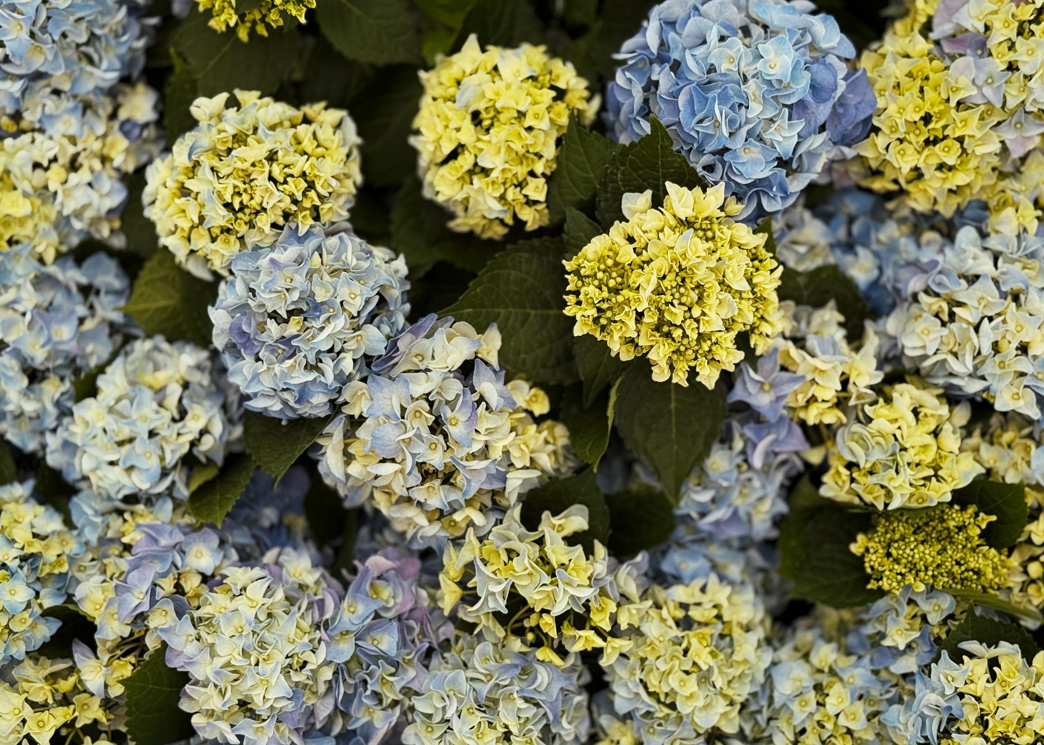 彩色的绣球花散发着淡雅的蓝色、黄色和紫色，繁茂生长，叶子绿意盎然。