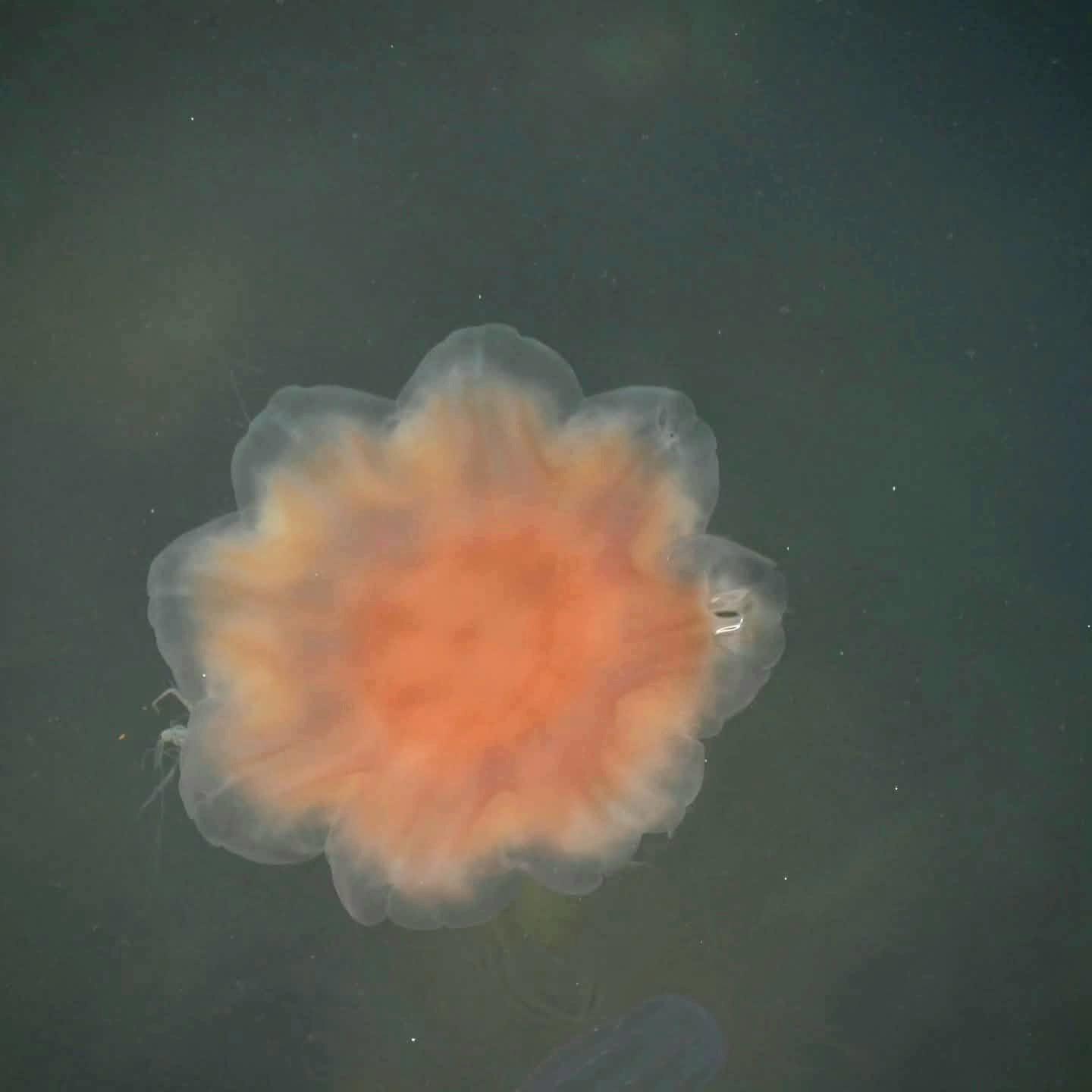 Das Bild zeigt eine Gelbe Haarqualle (Cyanea capillata), die oft auch umgangssprachlich als Feuerqualle bezeichnet wird. Sie schwamm im Hafenbecken in Hamn auf Senja. Norwegen 2025