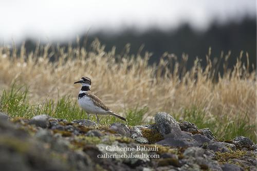 Ground-level view of a shorebird walking on rocks with tall yellow grass and a coastal forest in the background. The bird has long legs and a long black bill, it is mostly white except for a brown patch on its back and top of the head. It has two black rings around its neck and one over its eyes.
