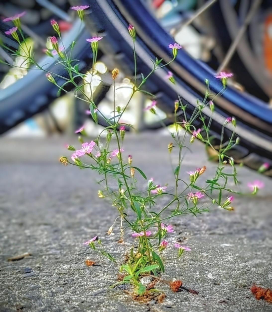 Photo couleur prise en rue.
angle de vue :Au raz du sol 
Une fleur, une gypsophile des murailles, a poussé dans une fissure de l'asphalte. fleurs roses.