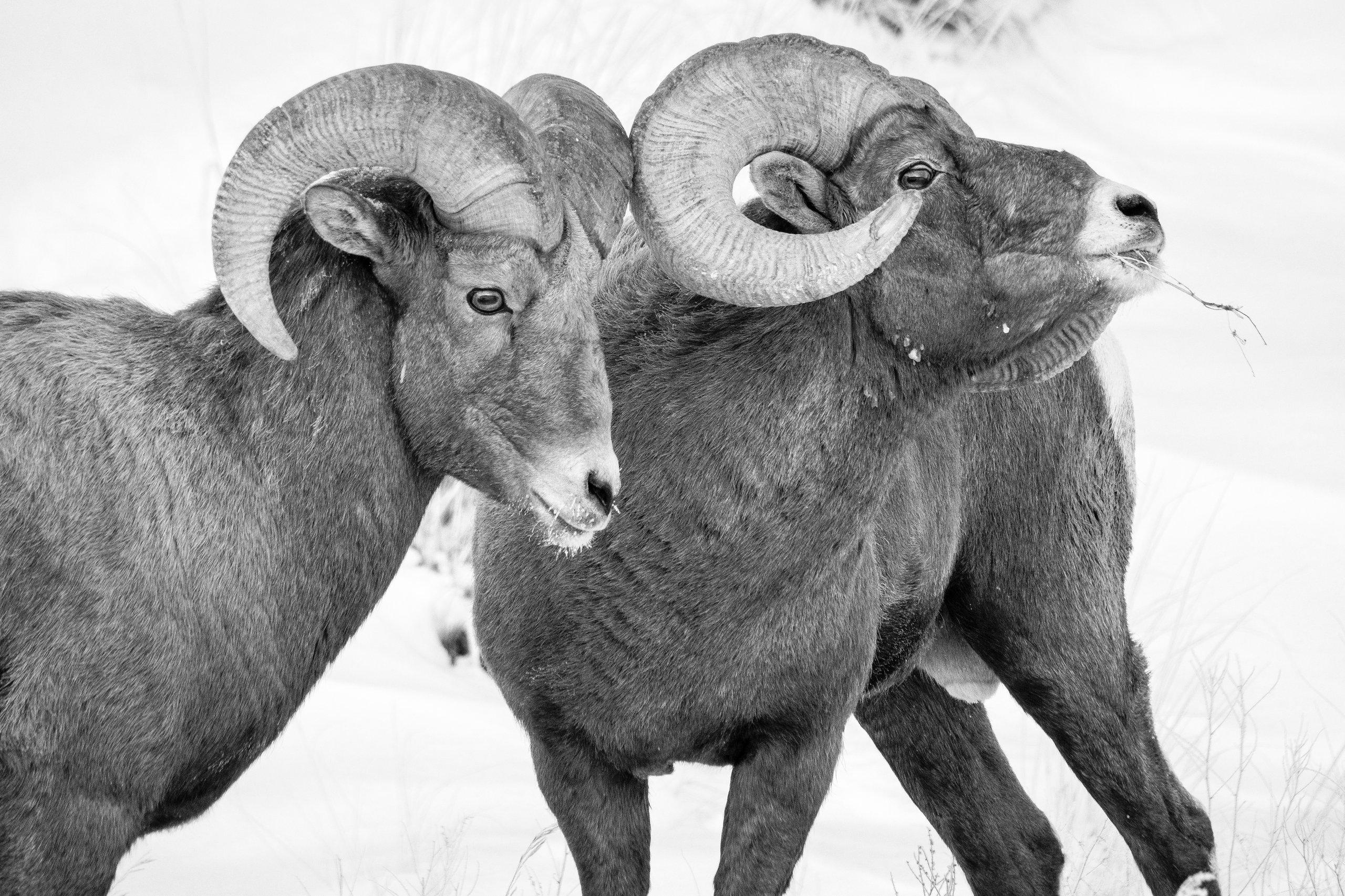 Two bighorn sheep ram standing next to each other. The one on the right has some grasses coming out of his mouth. Their horns are touching.