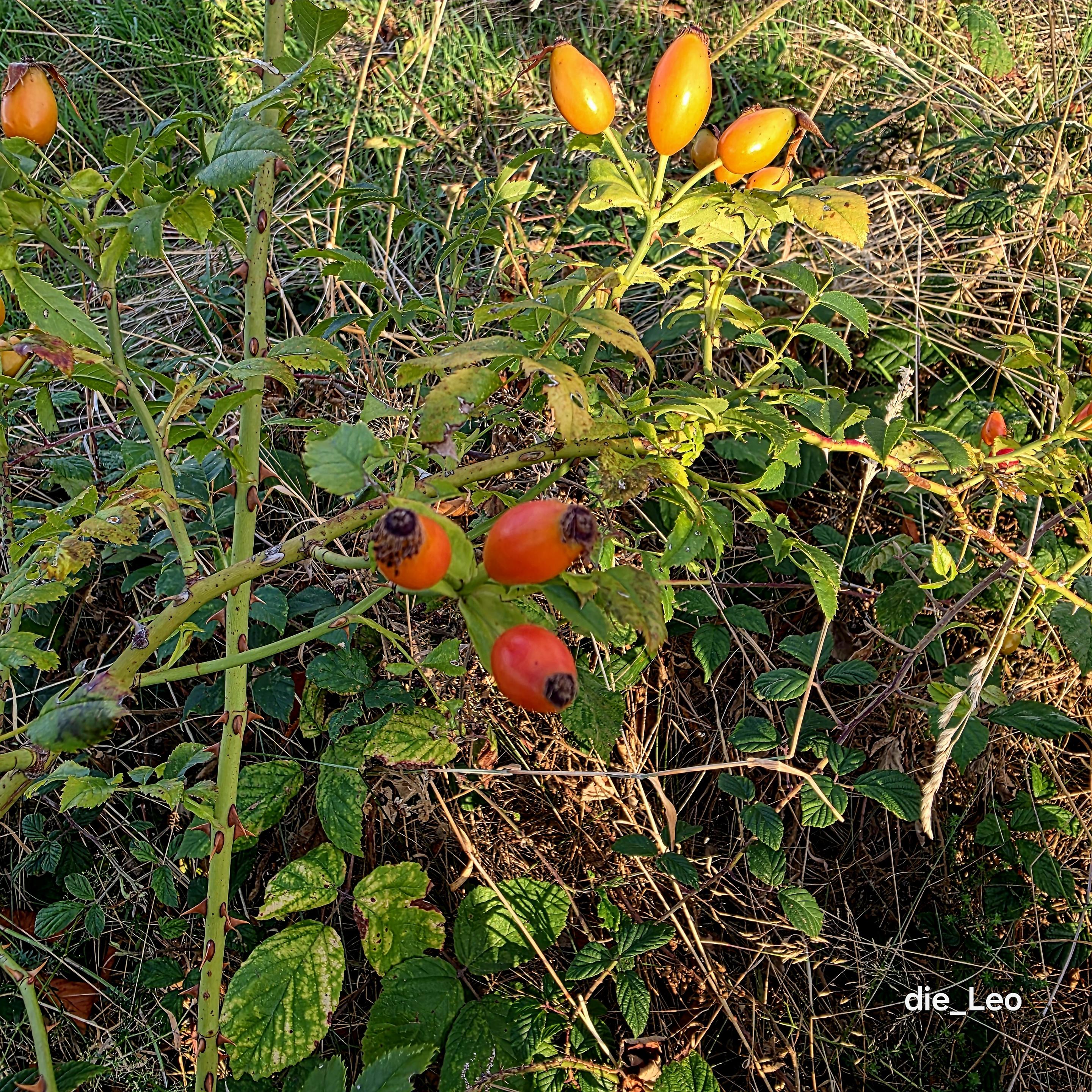 In der Abendsonne reifende Hagebutten