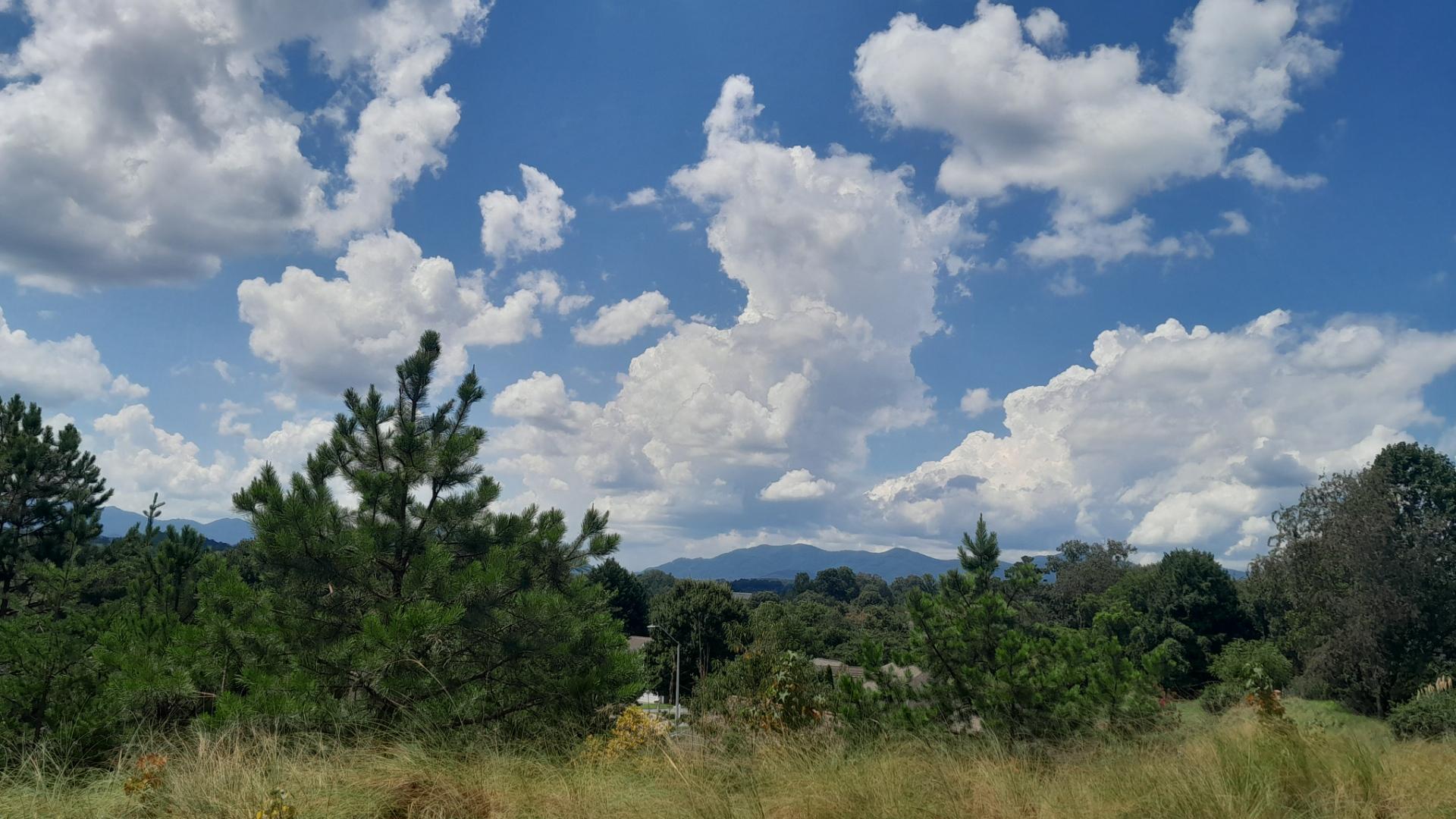 Fluffy white clouds above a distant mountain with thick green foliage foreground