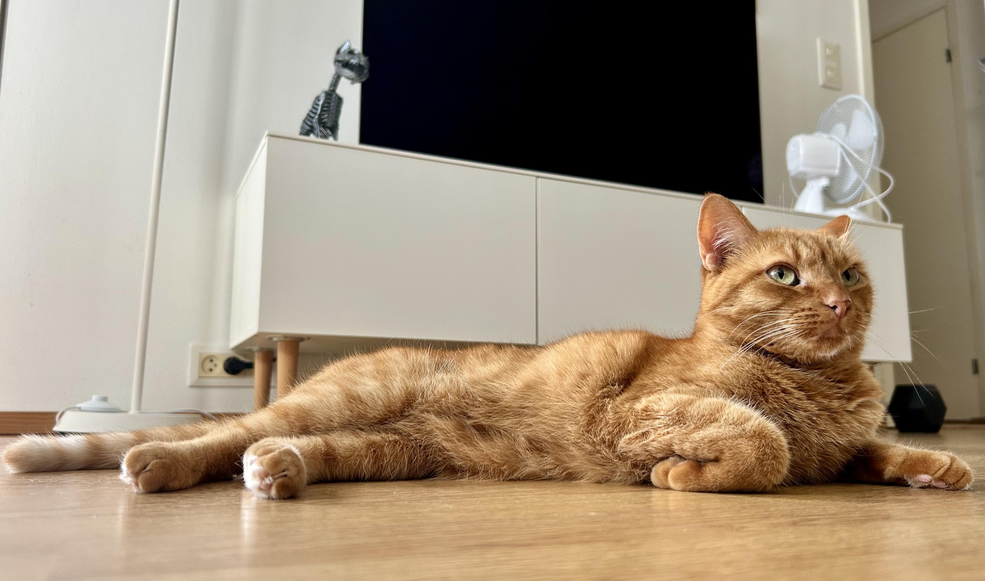 A relaxed orange cat lying on a wooden floor, with green eyes and a plush fur coat.