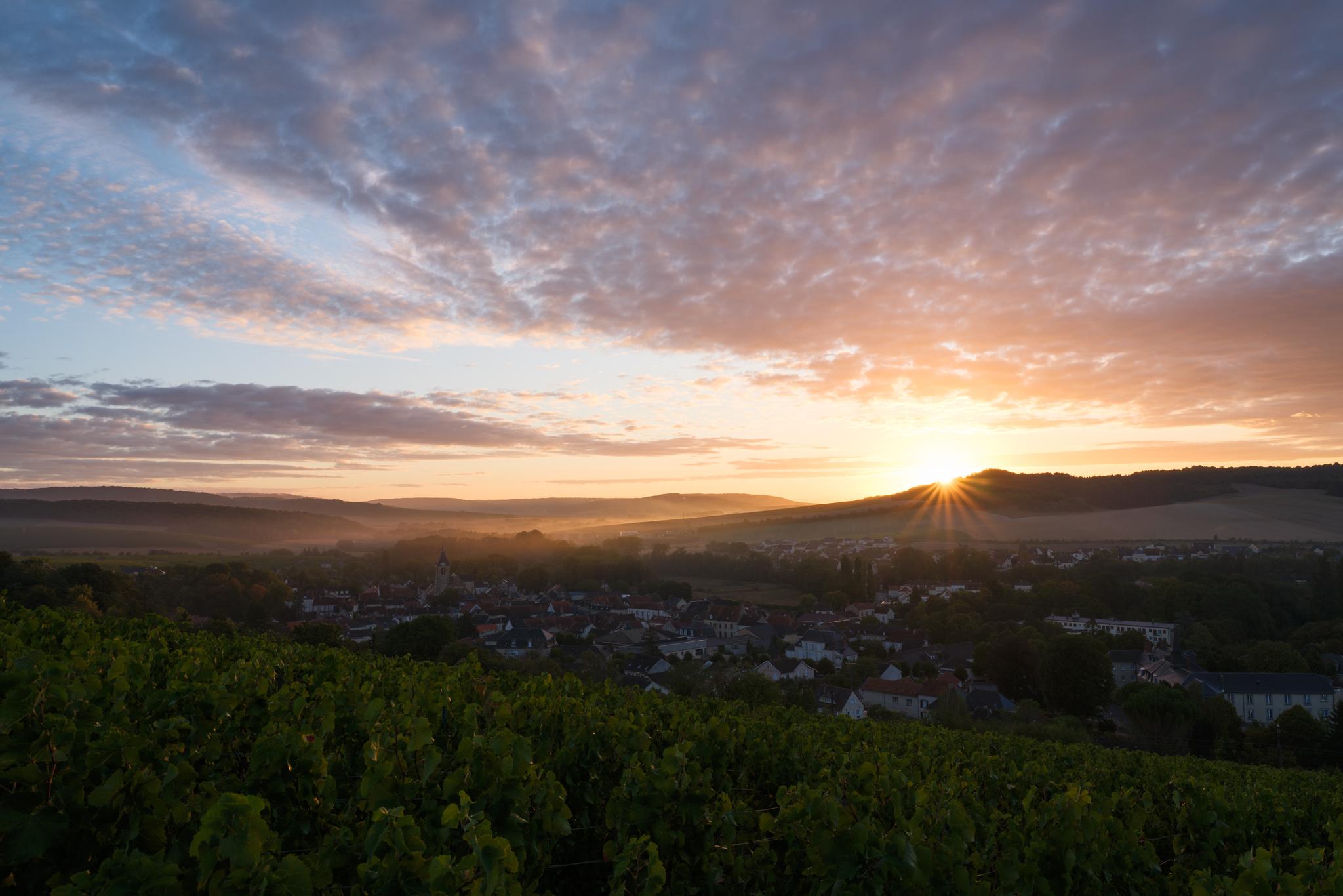 Lever de soleil au dessus de la vallée. Les vignes en premier plan, la lumière est arrivée avant le soleil.