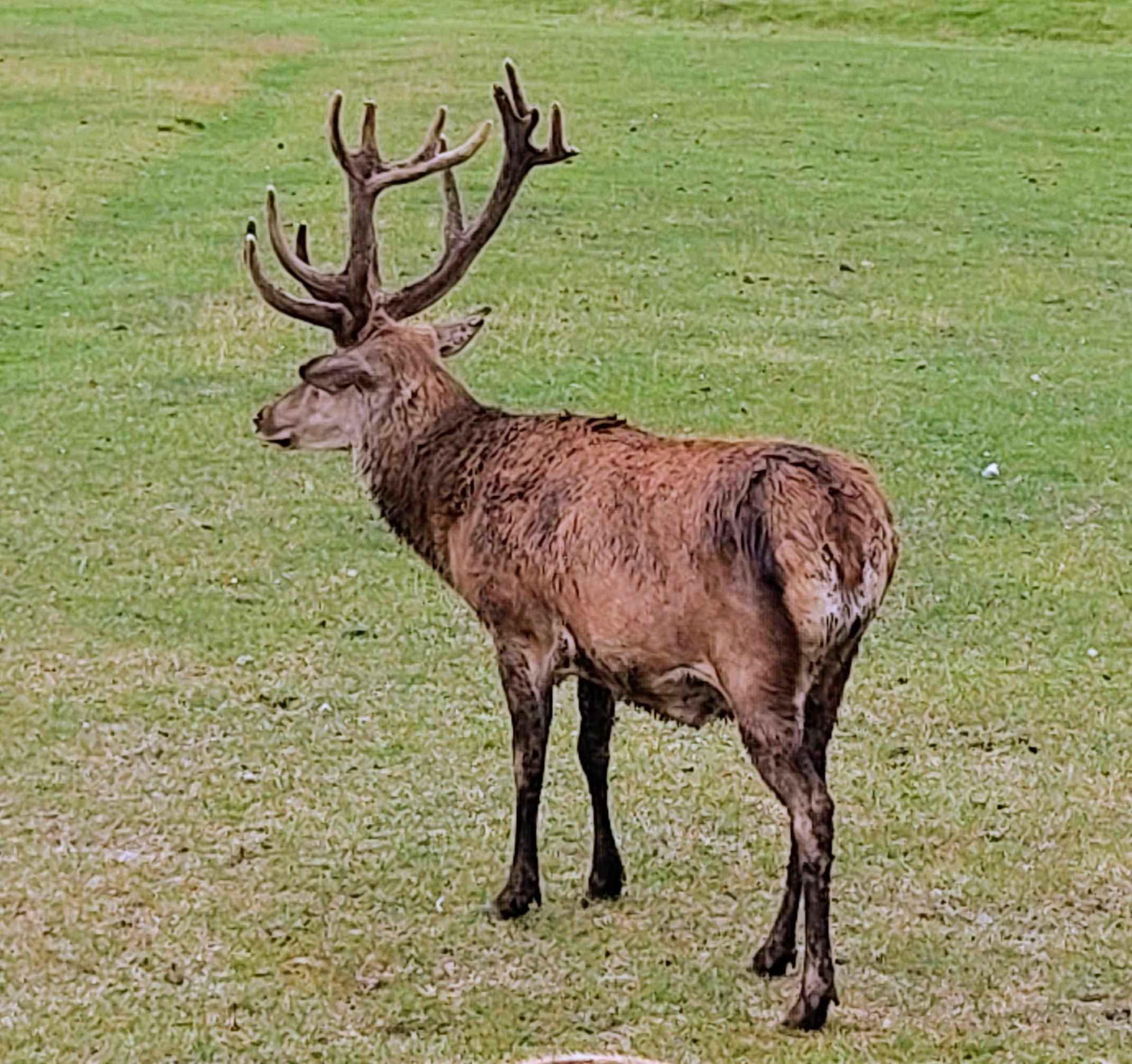 Auf einer Wiese steht ein großer Hirsch mit einem mächtigen Geweih. Der Blick fällt von schräg hinten auf das Tier.