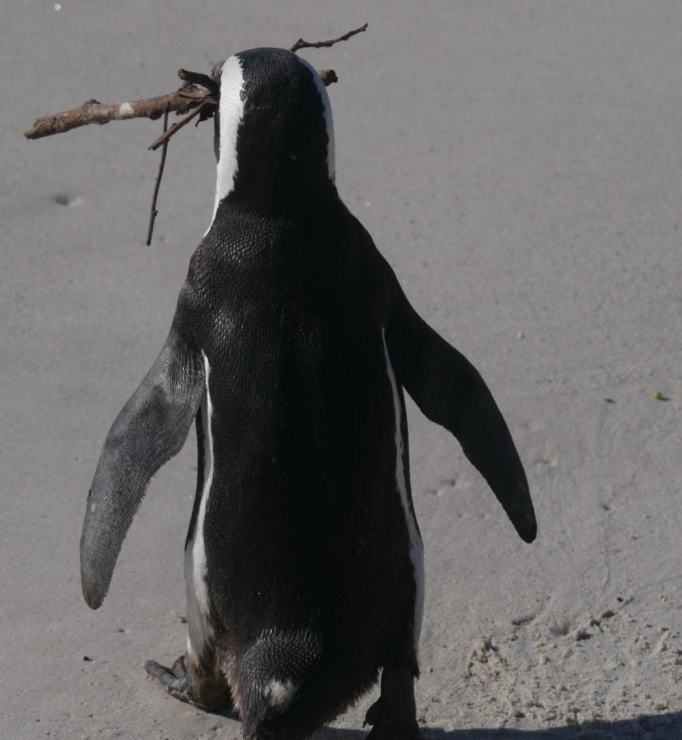 Der Pinguin gehört zu einer wilden Kolonie am Kap von Südafrika, am Bouldersbeach. Er hat ein paar Zweige gesammelt und überlässt es unserer Fantasie, was er daraus bauen wird. Südafrika 2022