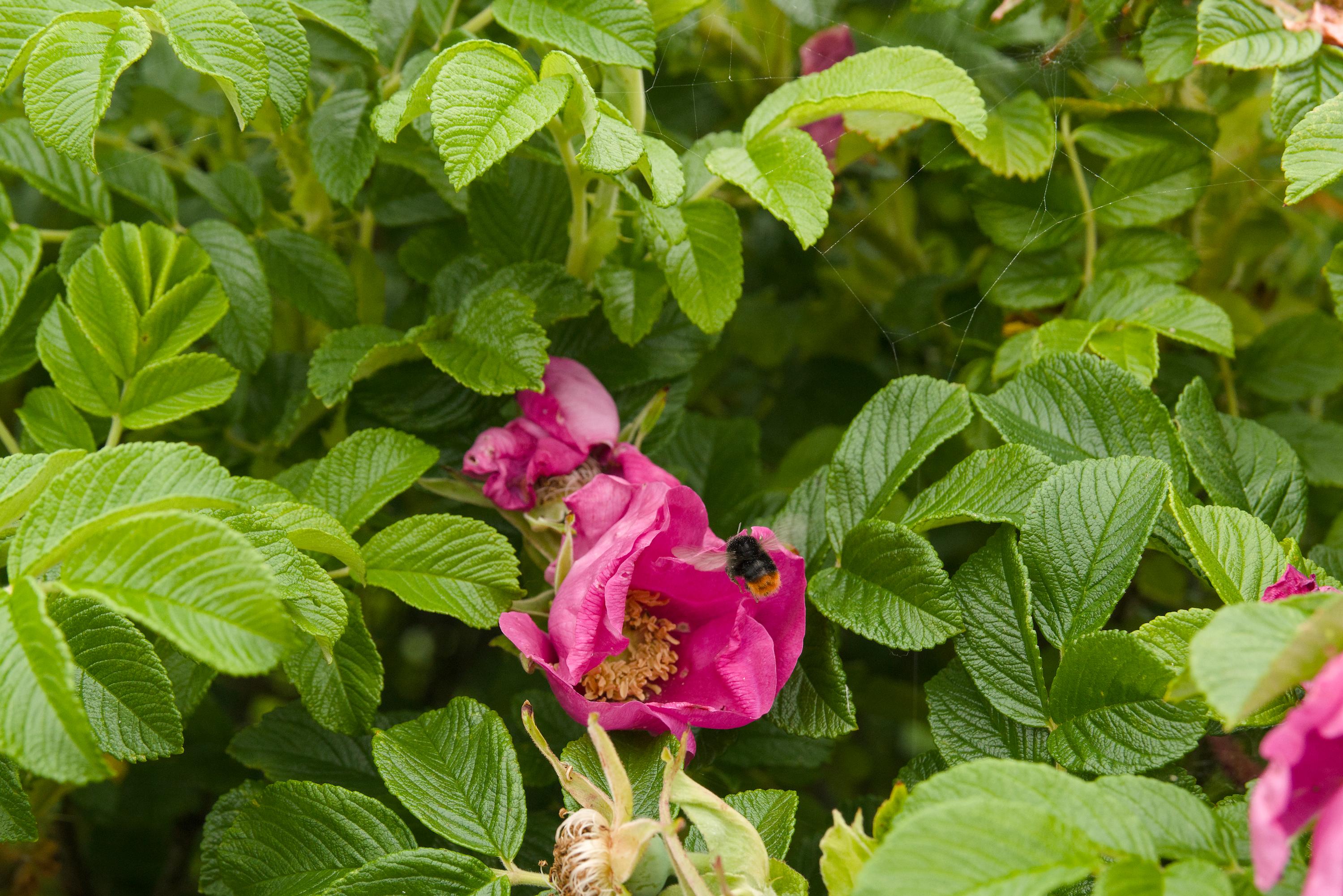 same bumblebee as 2nd photo, but closer to the flower