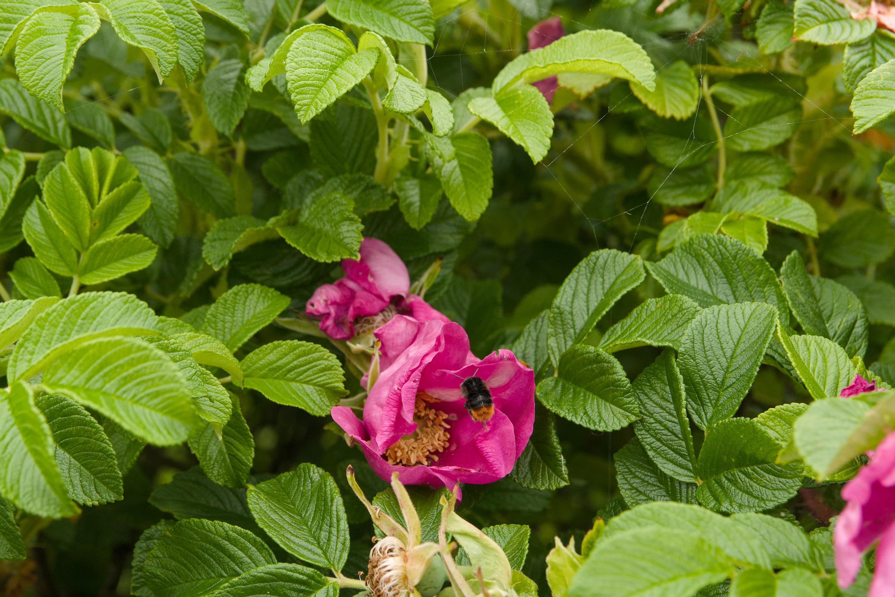 a different bumblebee mid-flight, again with clearly visible details, approaching another very magenta flower surrounded by leaves. there's also a wilted flower below, and a slightly moist spider web up and to the right.